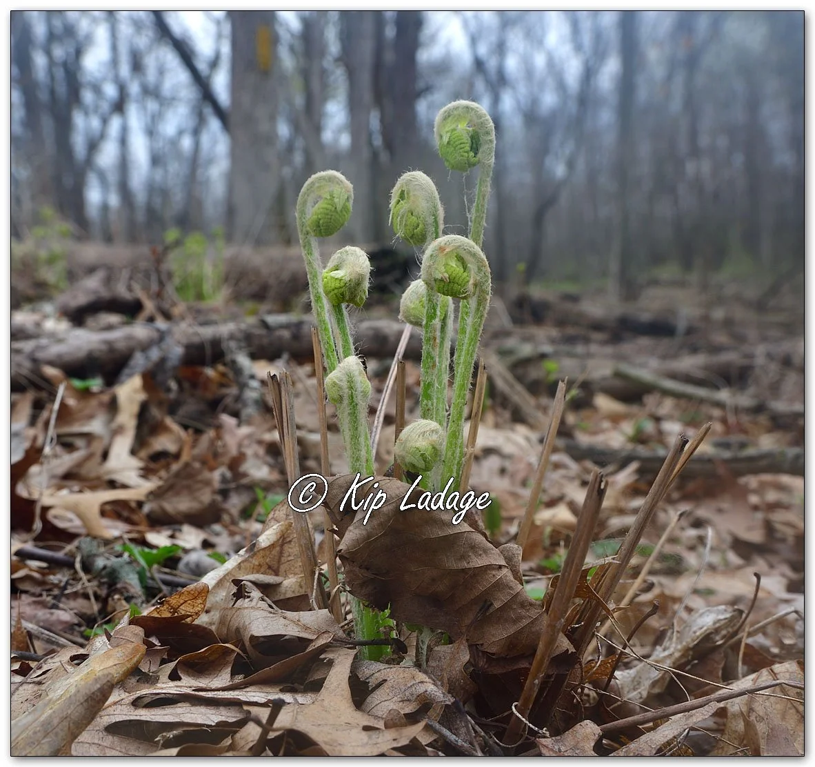 Cinnamon Fern - Image 1089610