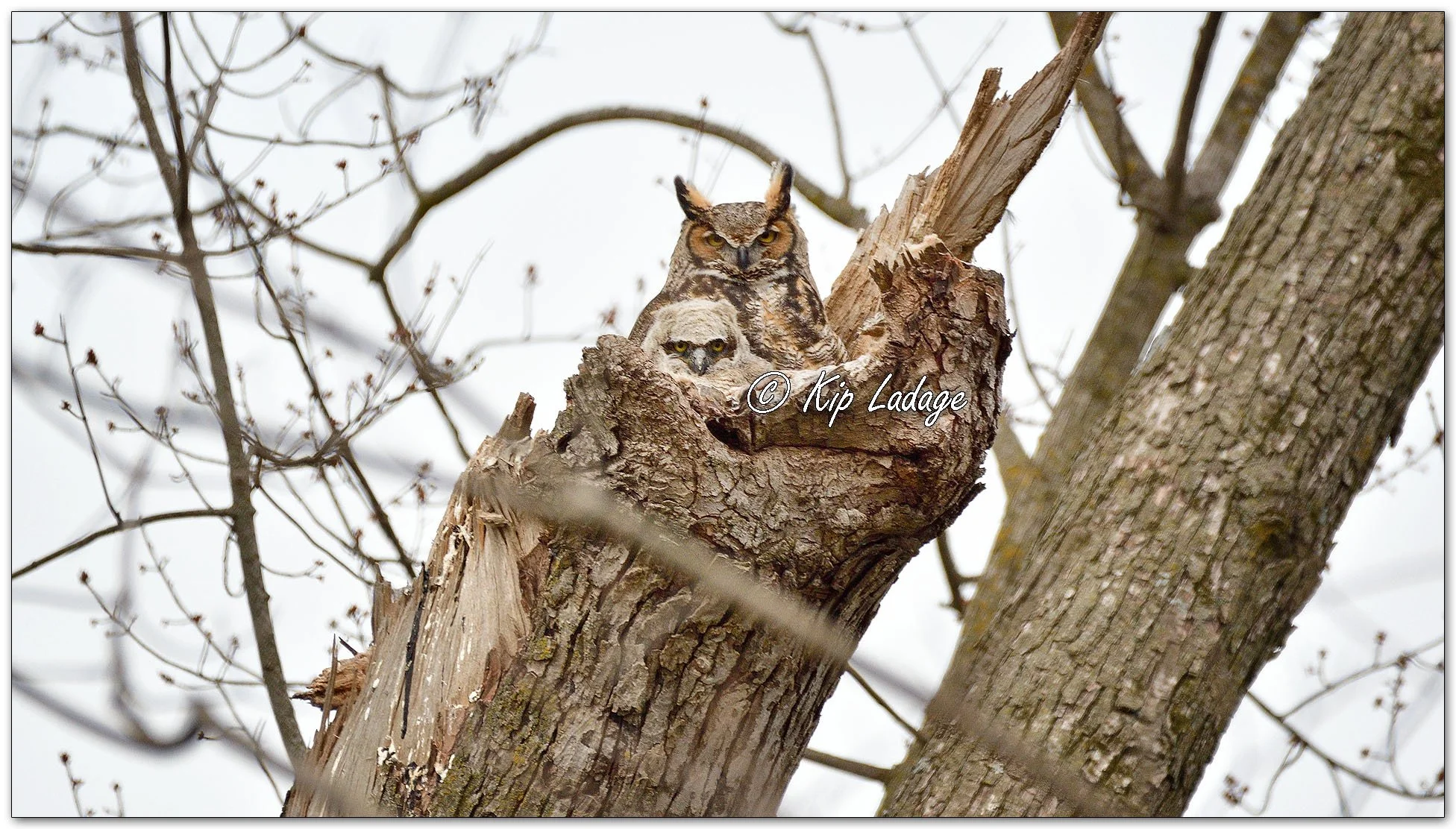 Great Horned Owl - Image 1082679
