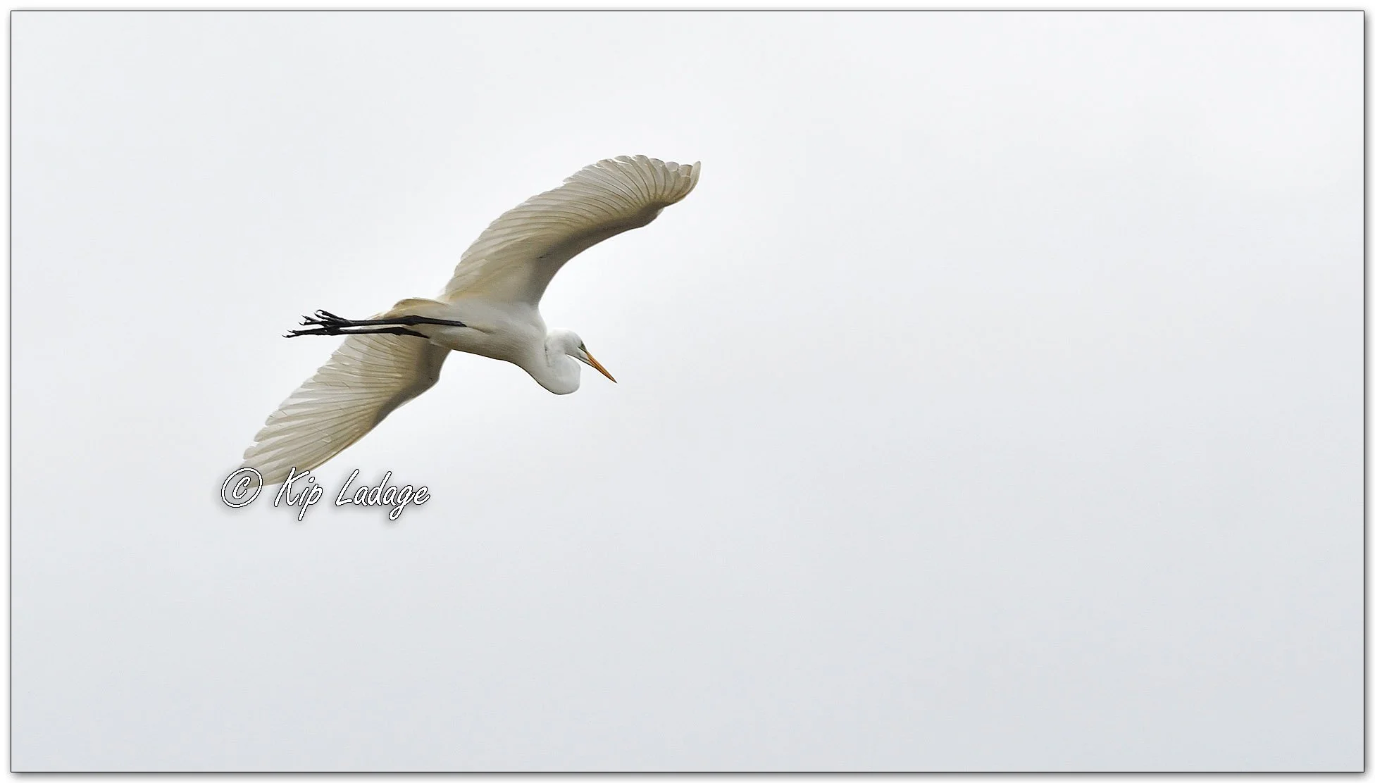 Great Egret - Image 1095845