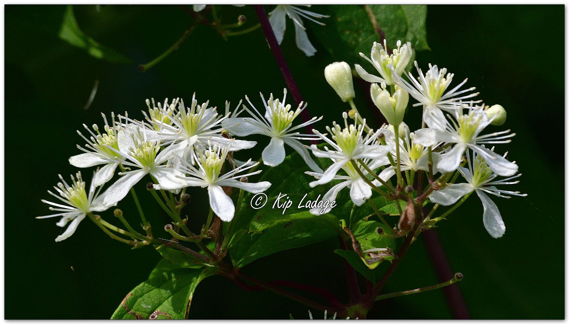 Virgin's Bower Blossoms - Image 1129077
