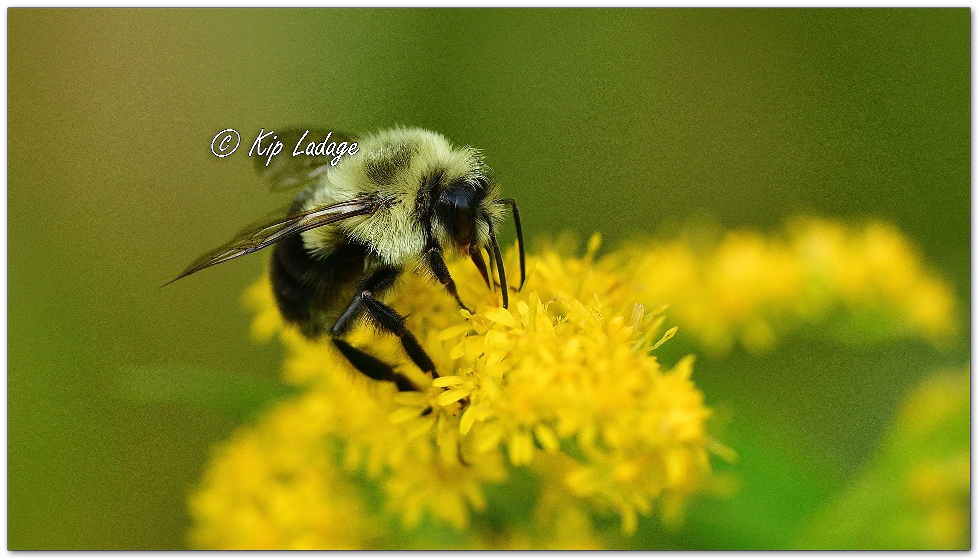 Bumblebee on Goldenrod - Image 1139272