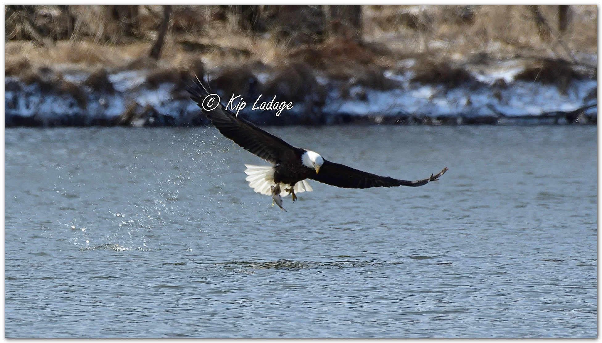 Bald Eagle Catching Fish - Image 1073409