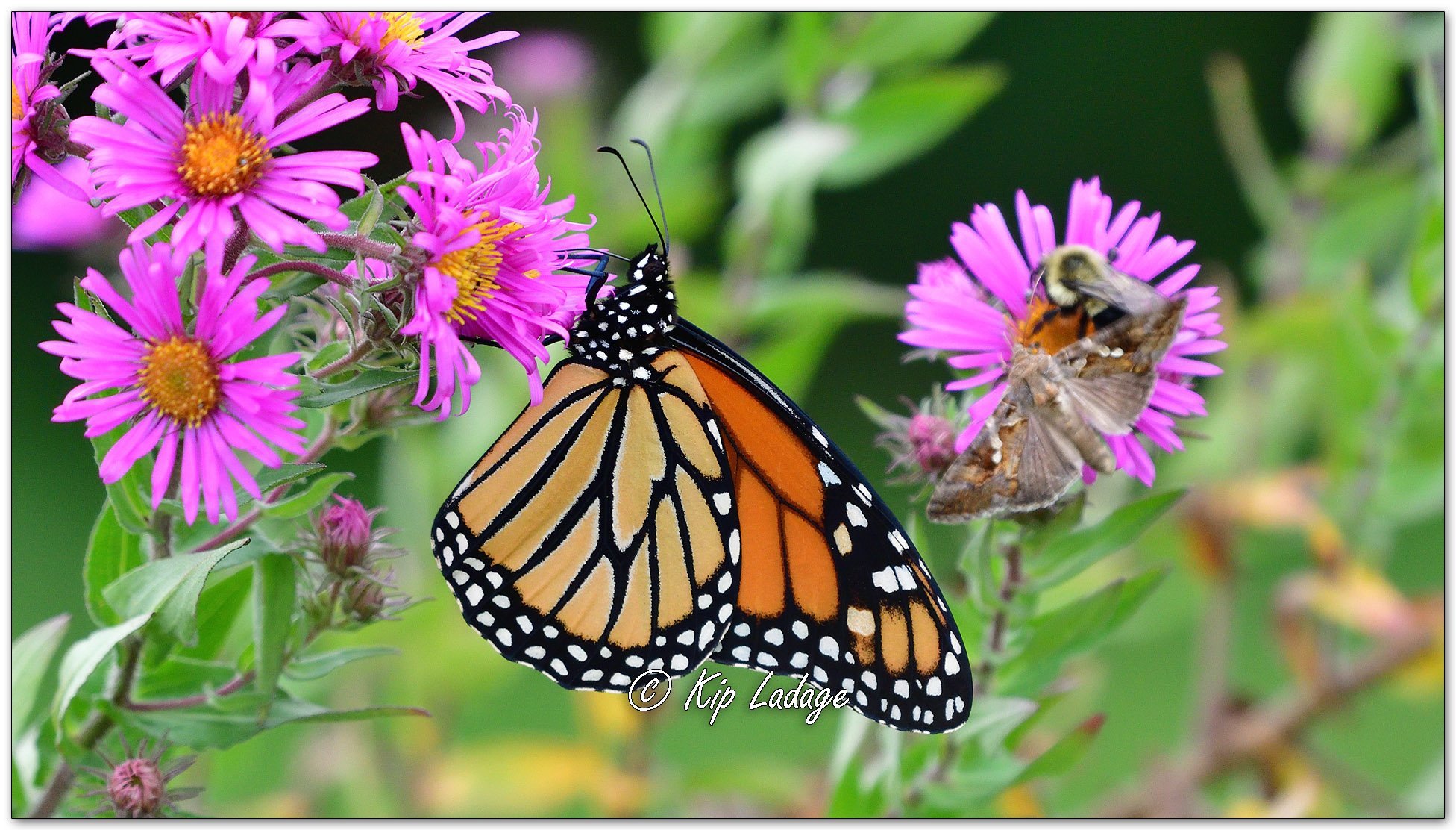 Monarch Butterfly on New England Aster - Image 1150887