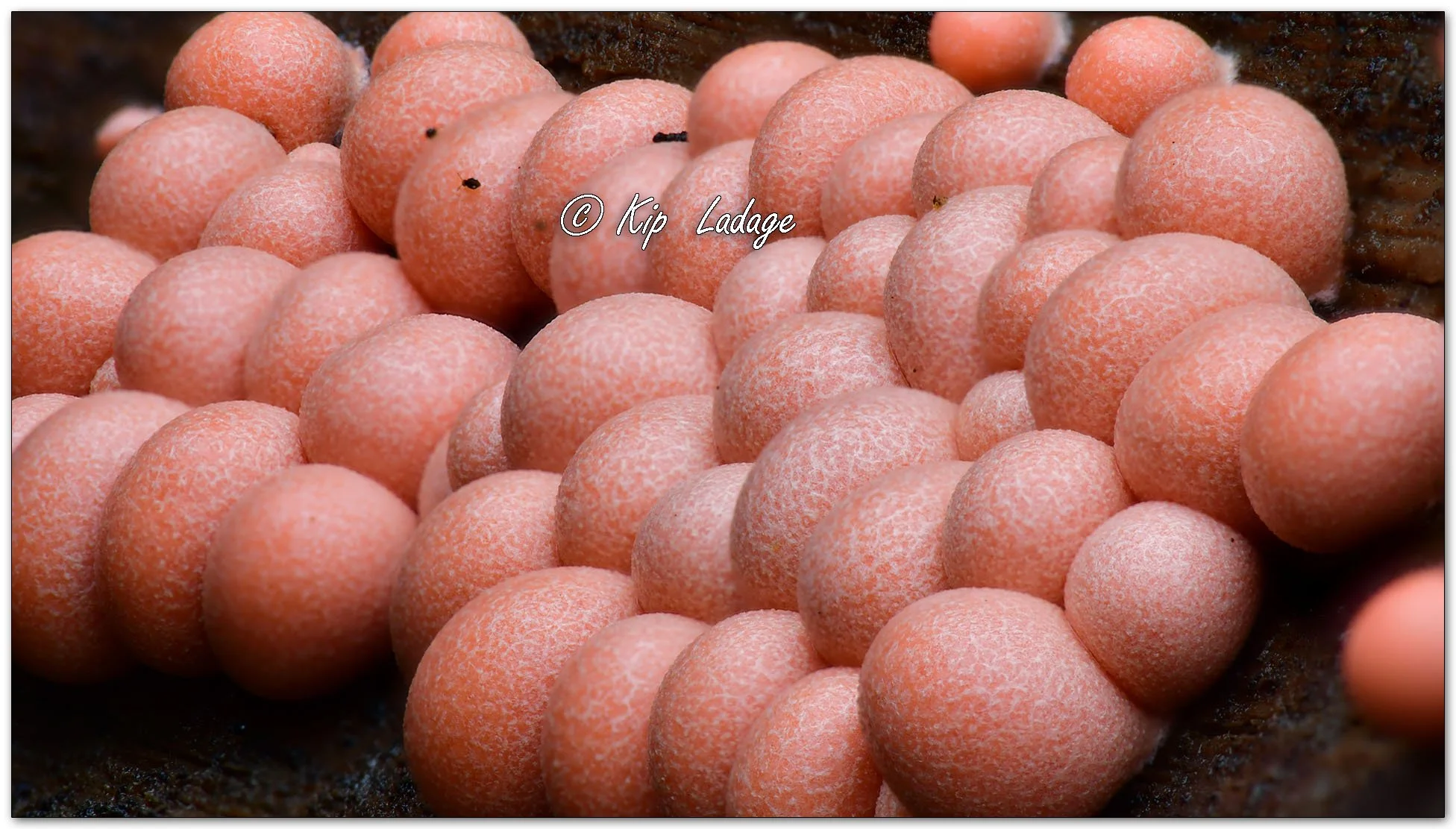 Wolf's Milk Slime Mold FS - Image 1154638