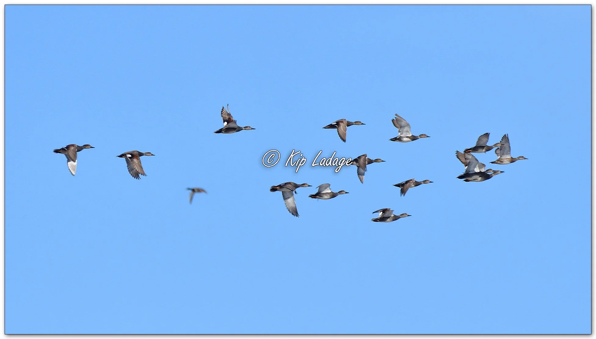 Gadwall - Image 1074396