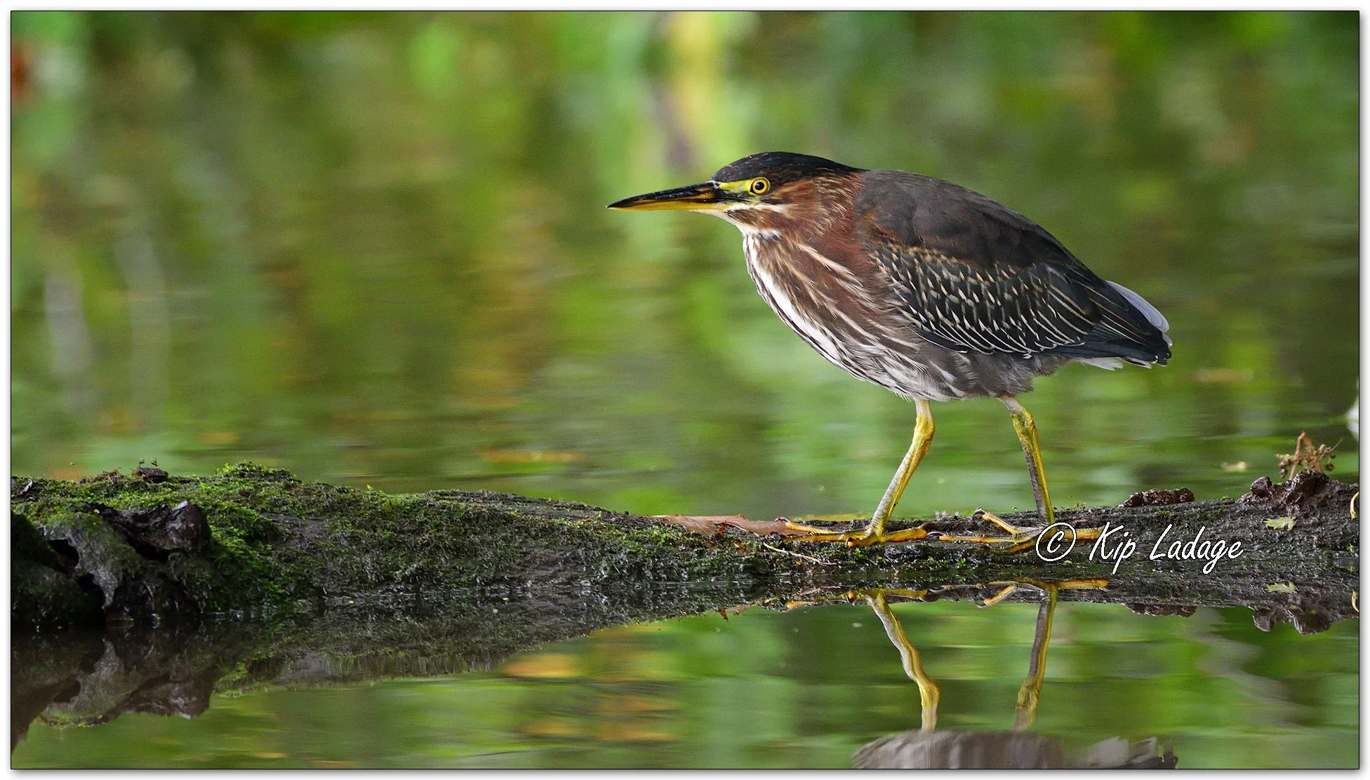 Green Heron - Image 1157474