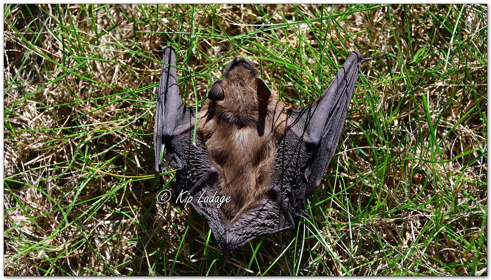 Bat Removed From Home - Image 1130305