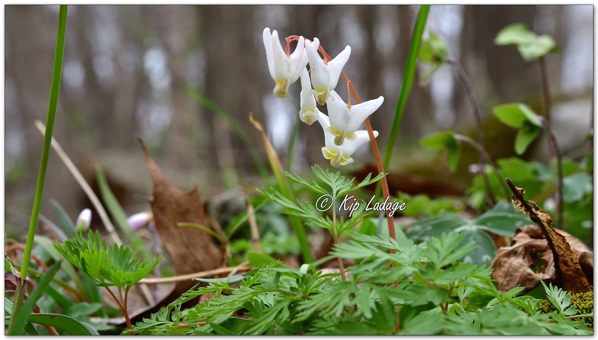 Dutchman's Breeches - Image 1085488