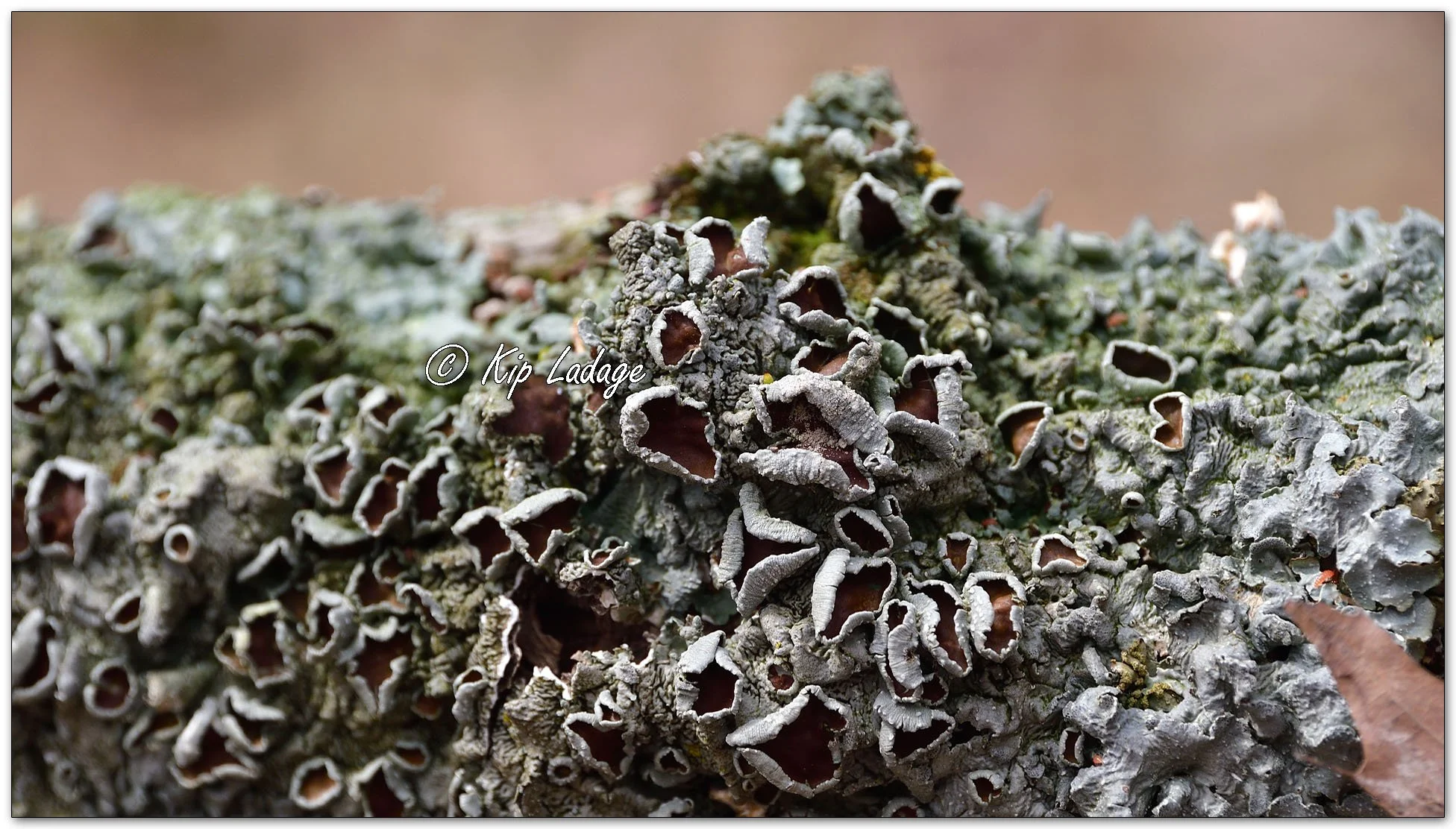 Speckled Shield Lichens - Image 1090014