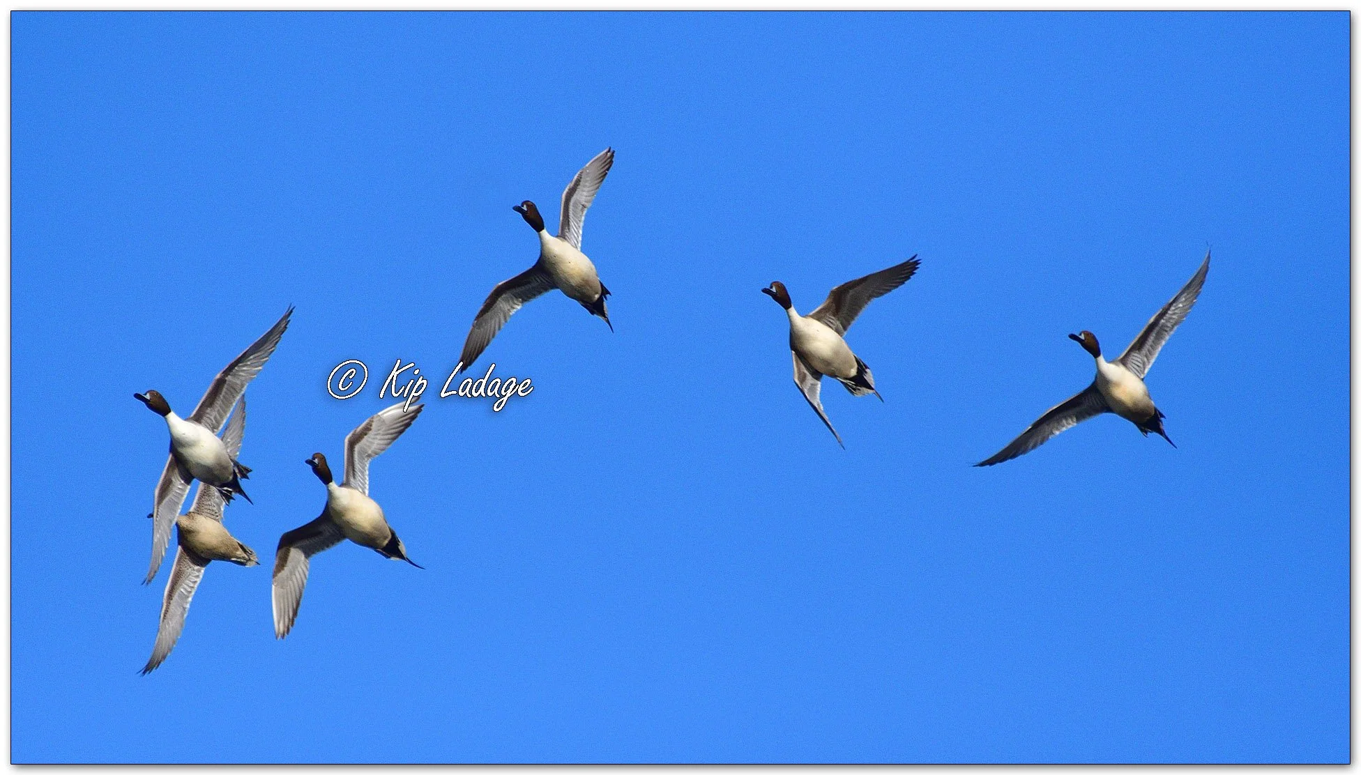 Northern Pintails in Flight - Image 1070186