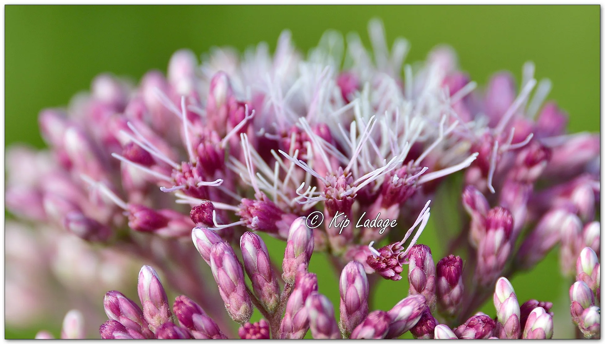Spotted Joe-Pye Weed - Image 1127582