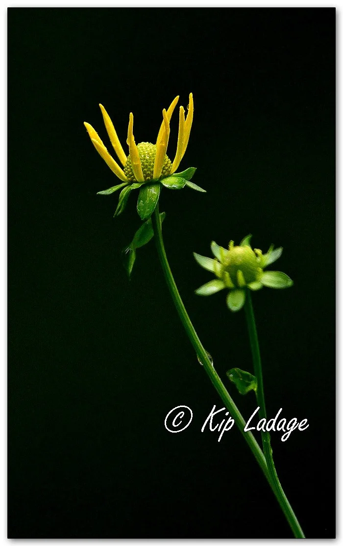 Cutleaf Coneflower in Rain - Image 1129331
