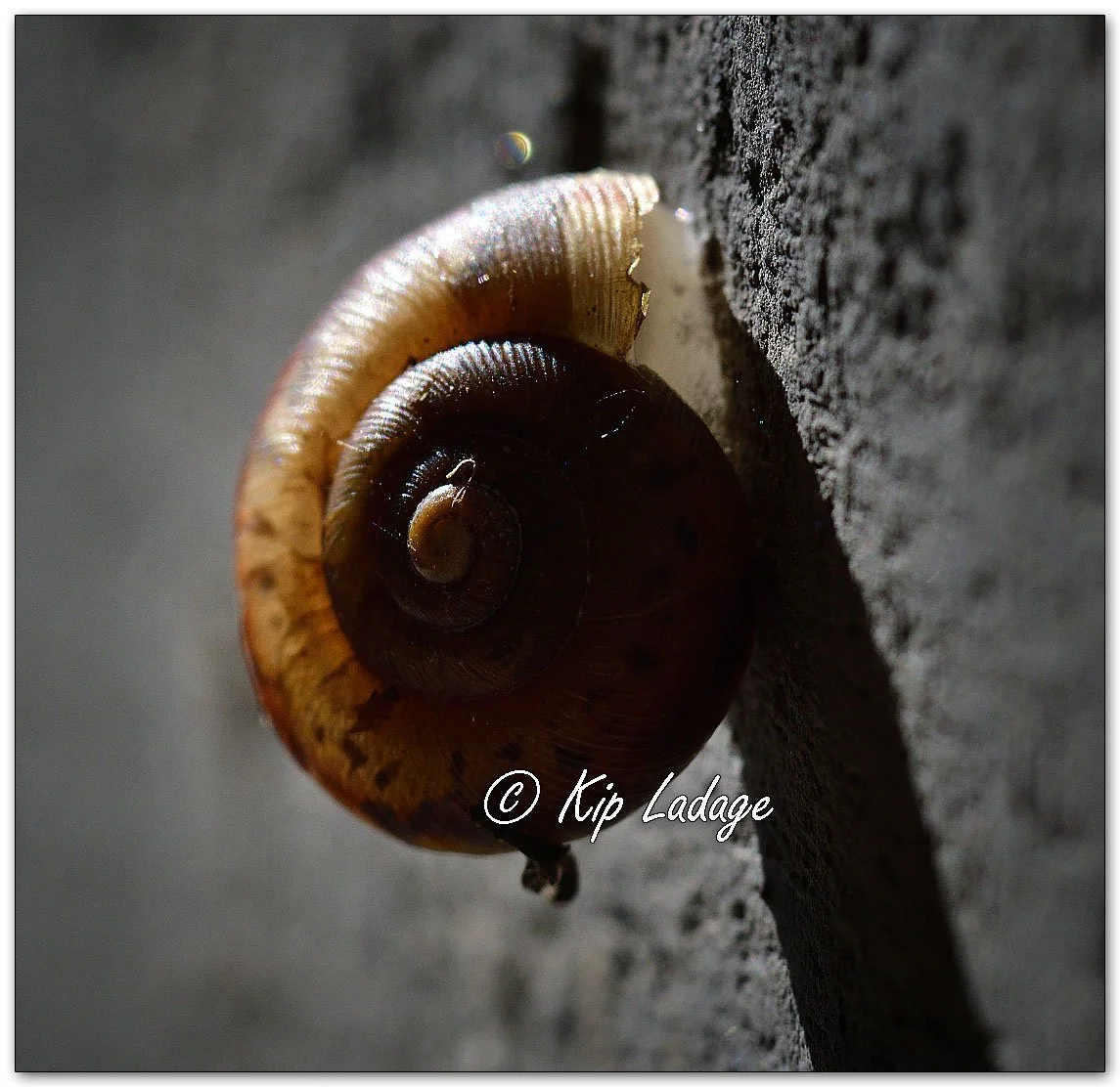 Snail on Wall - Image 1142943