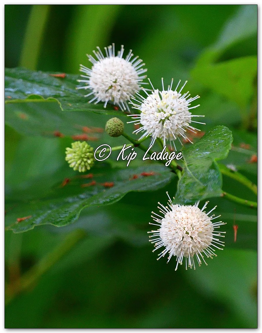 Common Buttonbush - Image 1122660