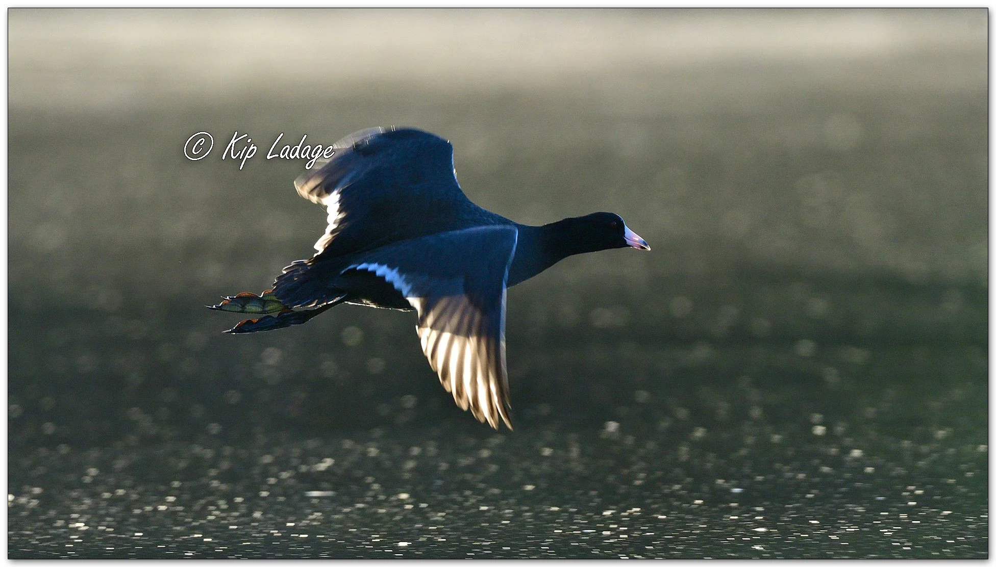 American Coot - Image 1159811