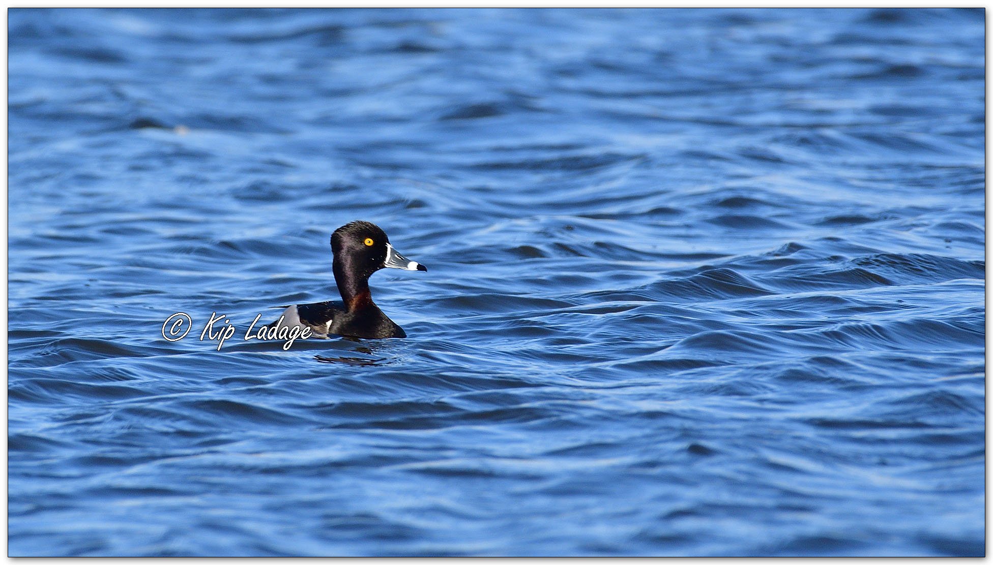 Ring-necked Ducks - Image 1071482