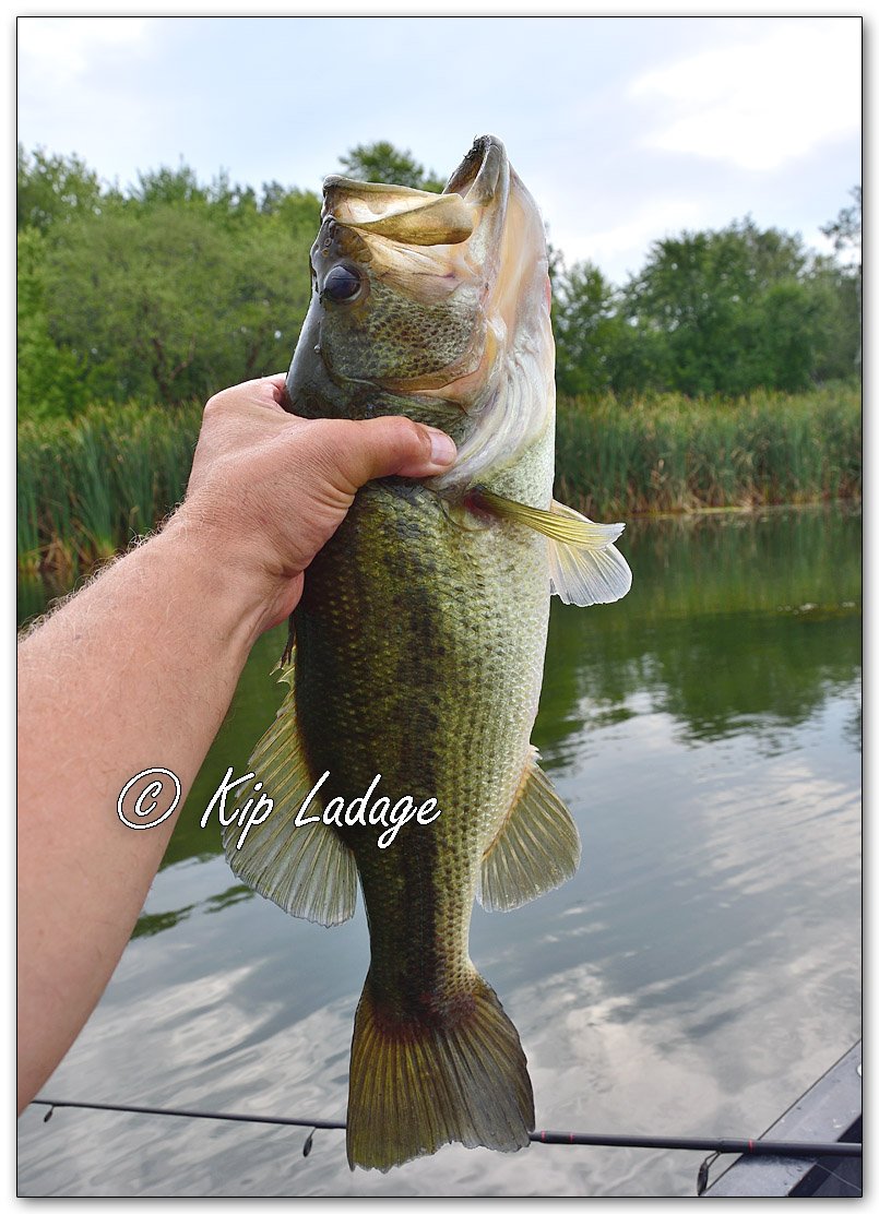 Largemouth Bass - Image 1144464