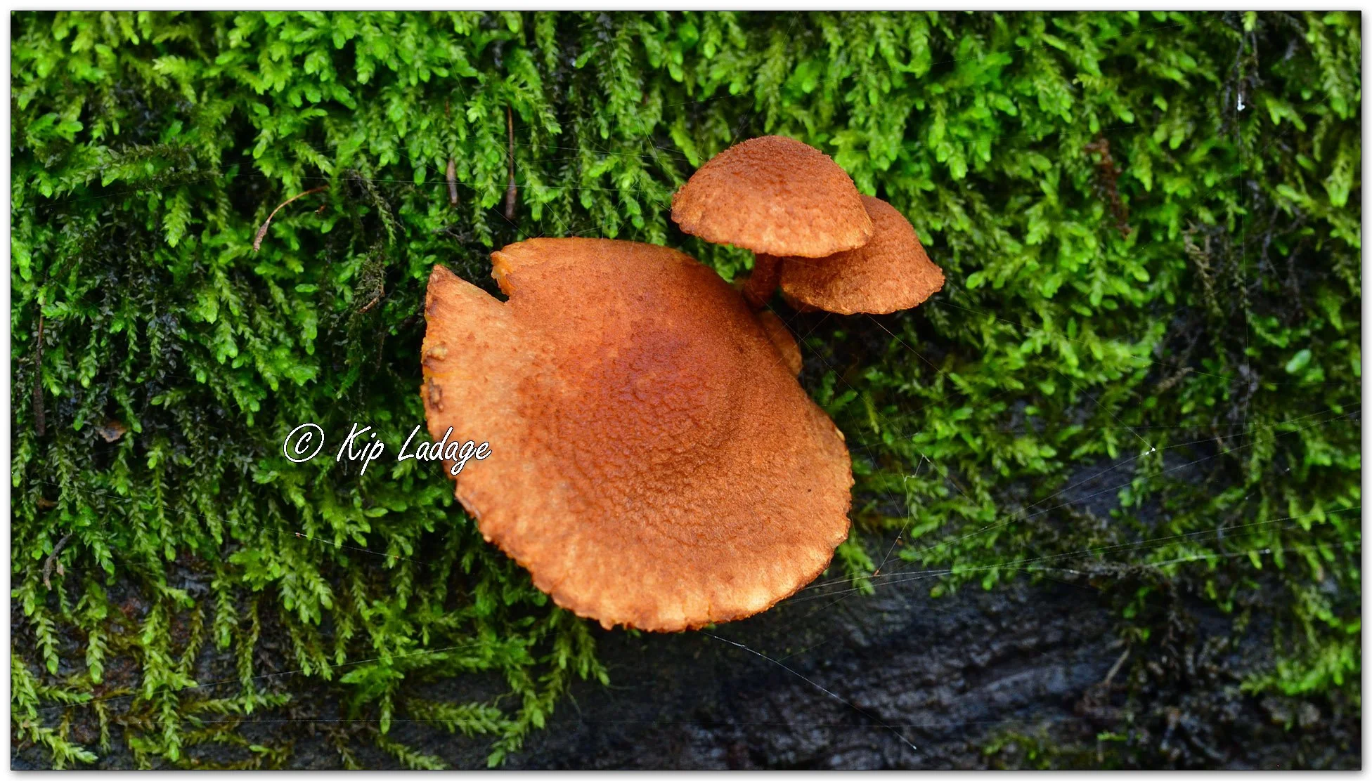Scalycap Fungus - Image 1134634