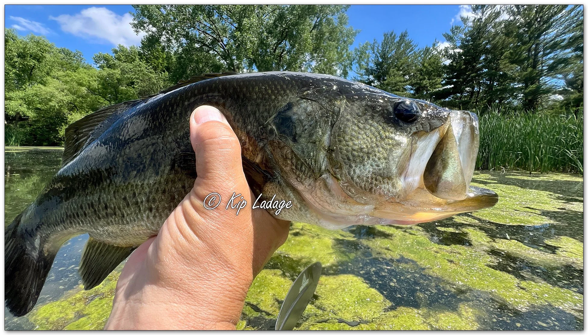 Largemouth Bass - Image 1108102