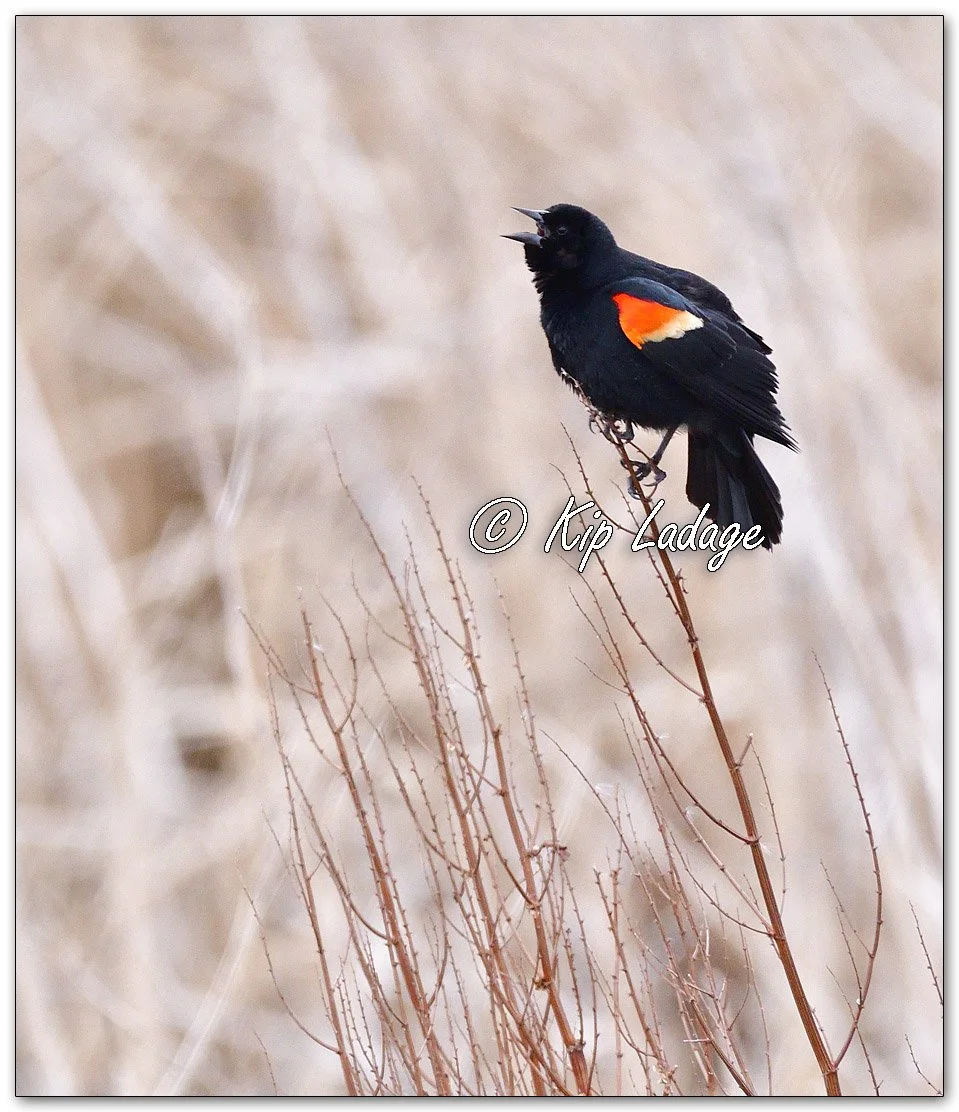 Male Red-winged Blackbird - Image 1072780