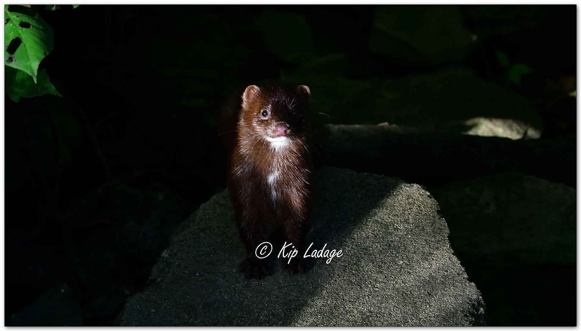 Mink - Image 1159676