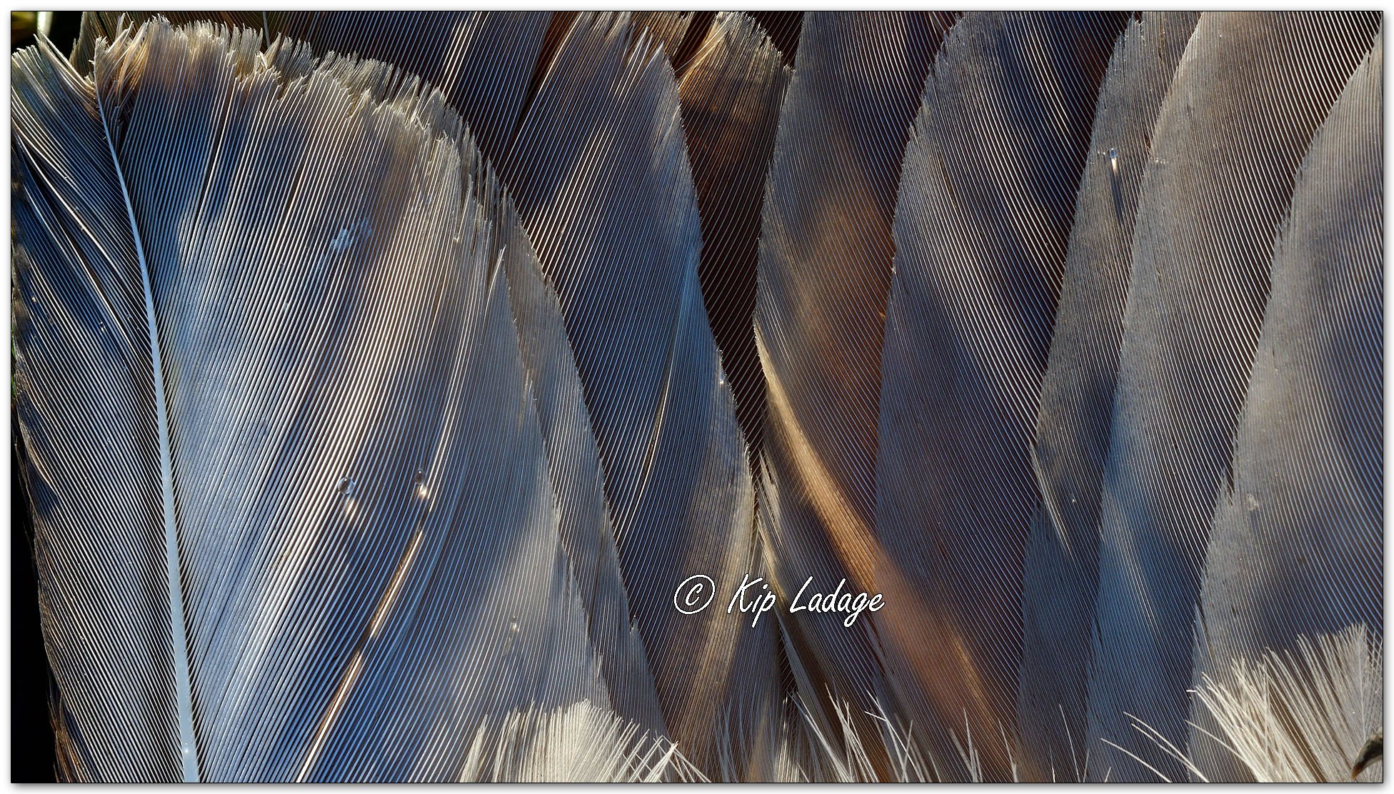 Red-tailed Hawk Macro - Image 1084818
