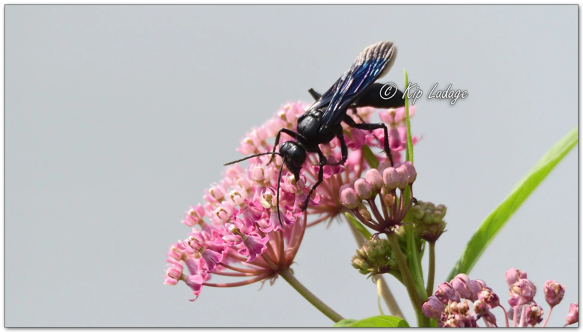 Great Black Wasp on Swamp Milkweed - Image 1124085