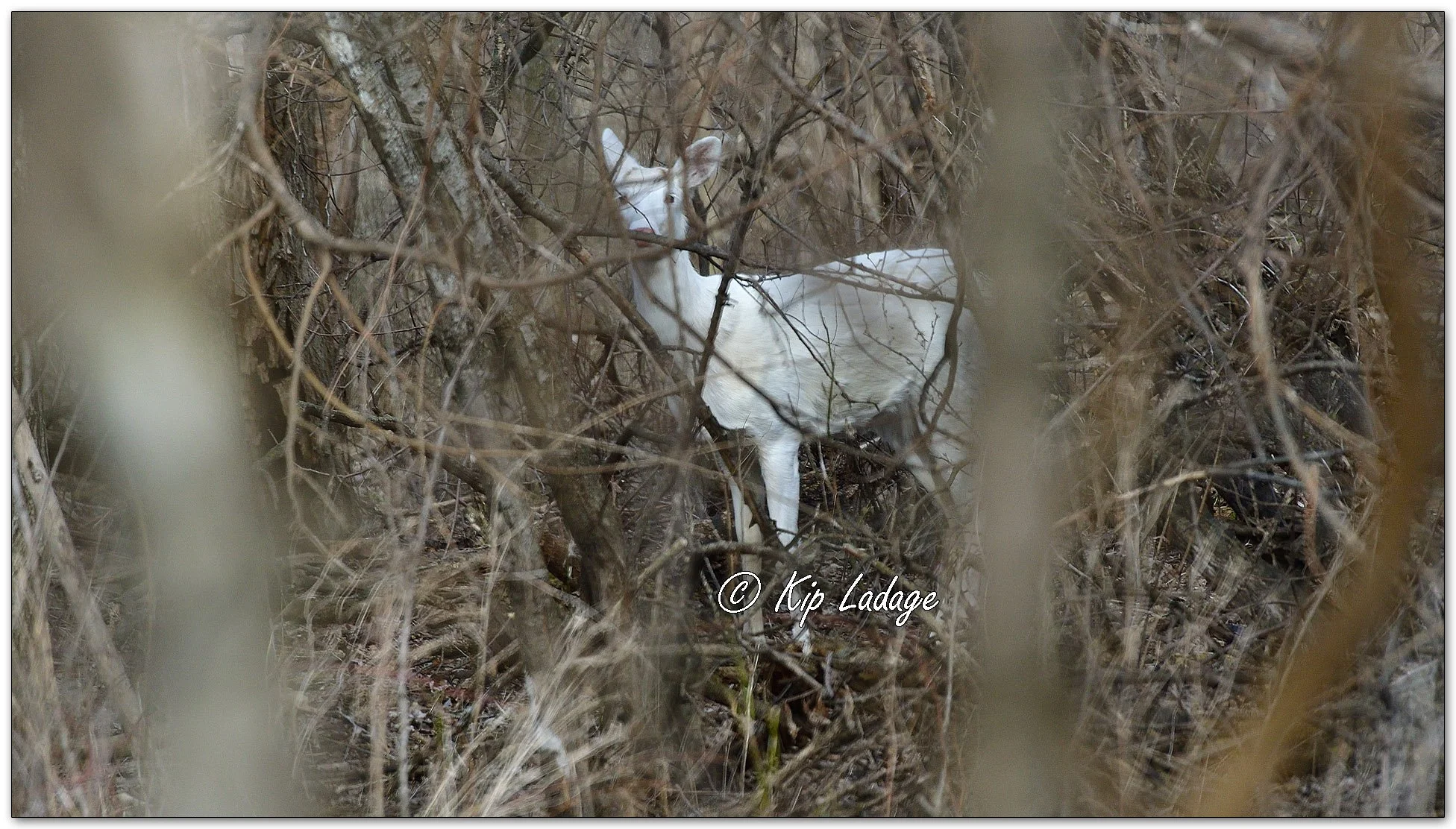 Leucistic Whitetail Deer - Image 1075908