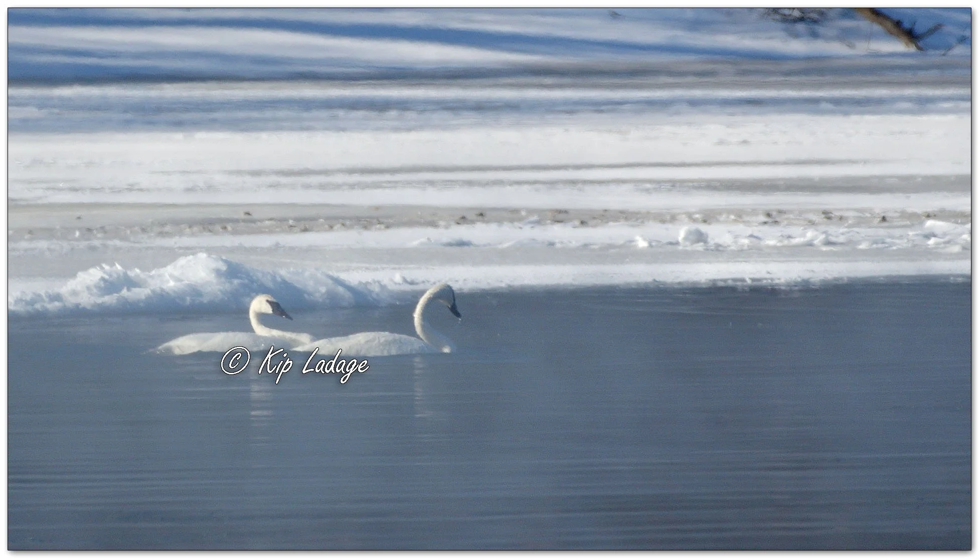 Trumpeter Swans in River Steam - Image 1059290