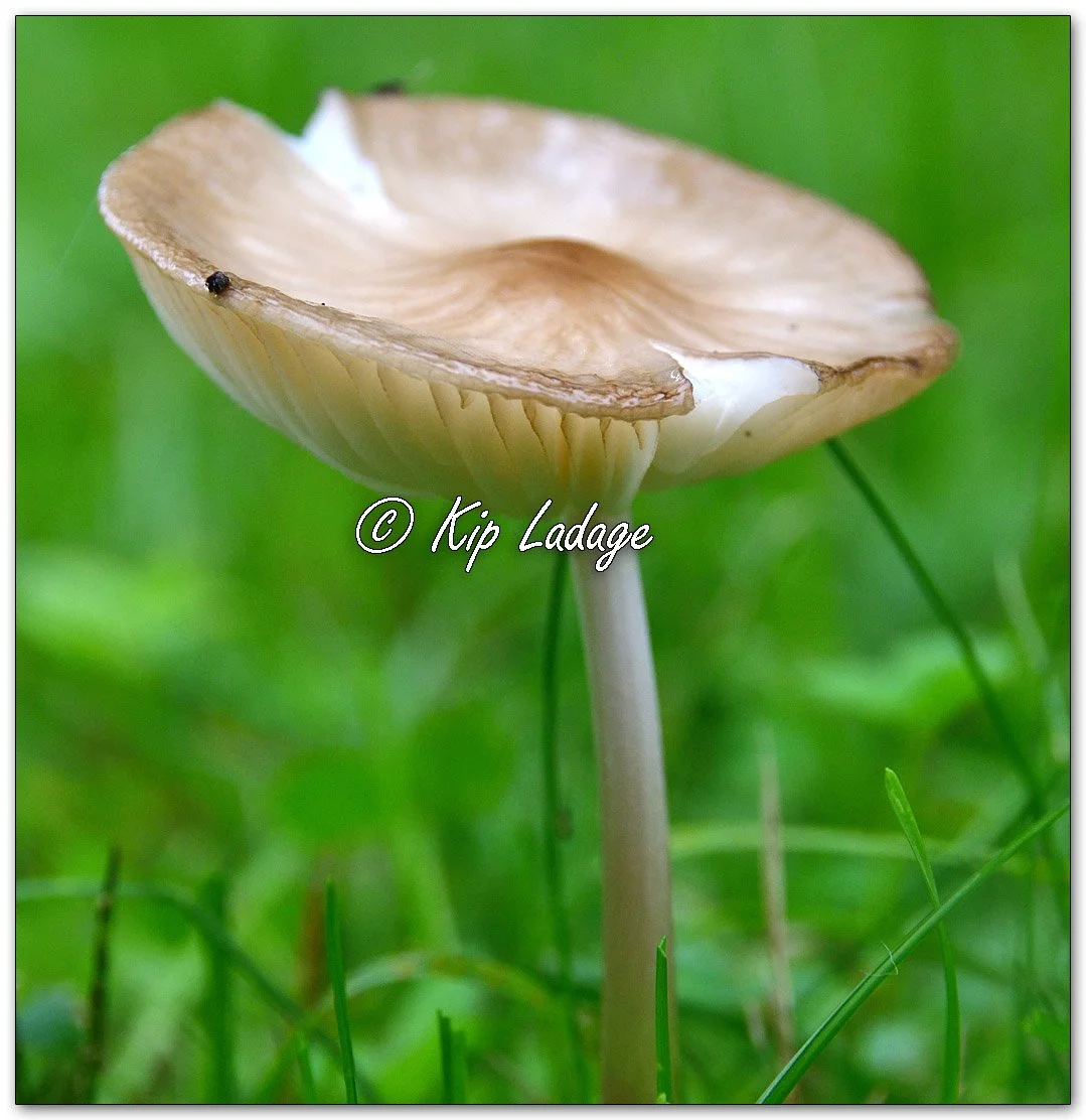Rooting Shank Mushroom - Image 11471884