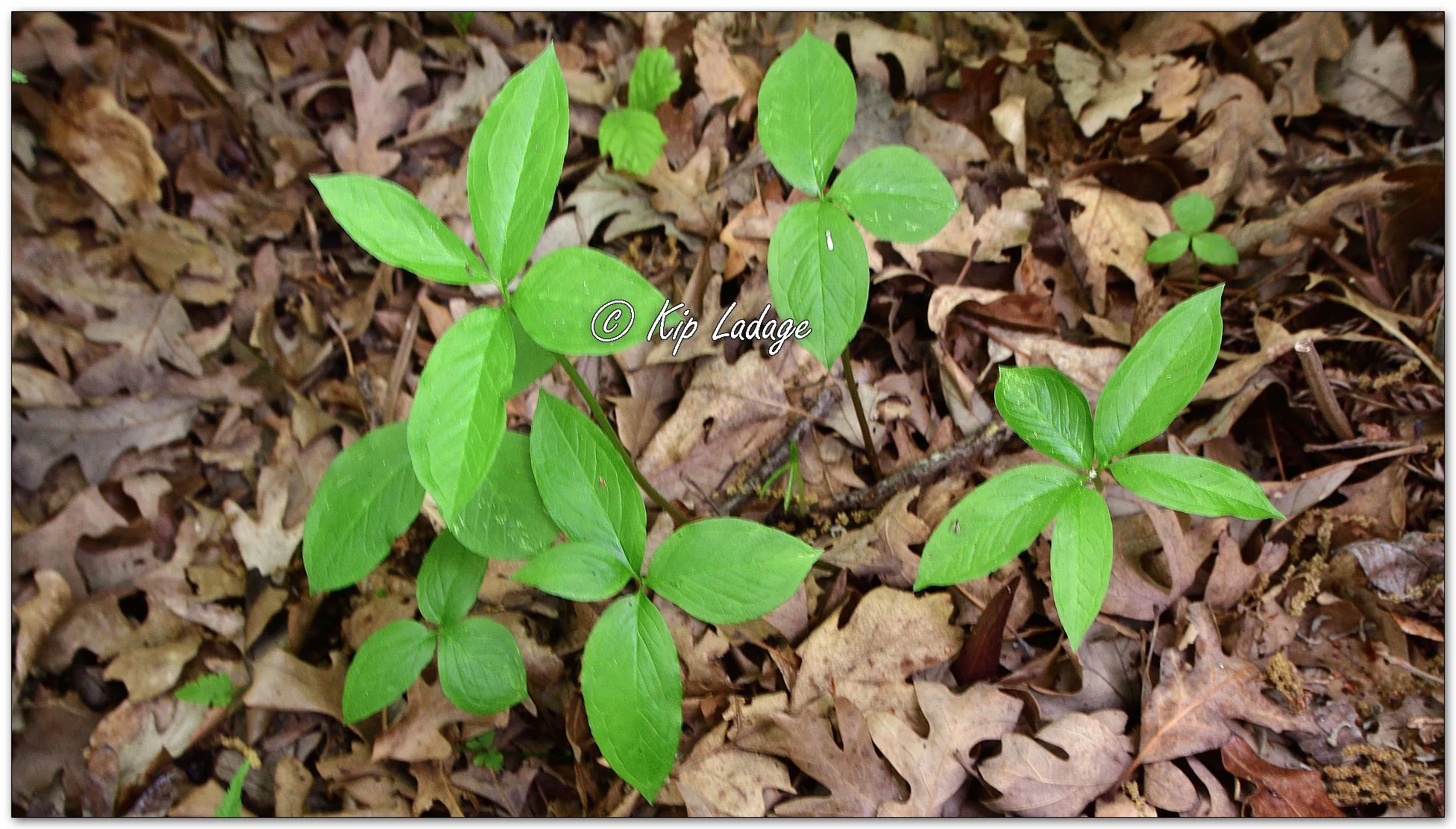 Green Dragons - Image 1098241