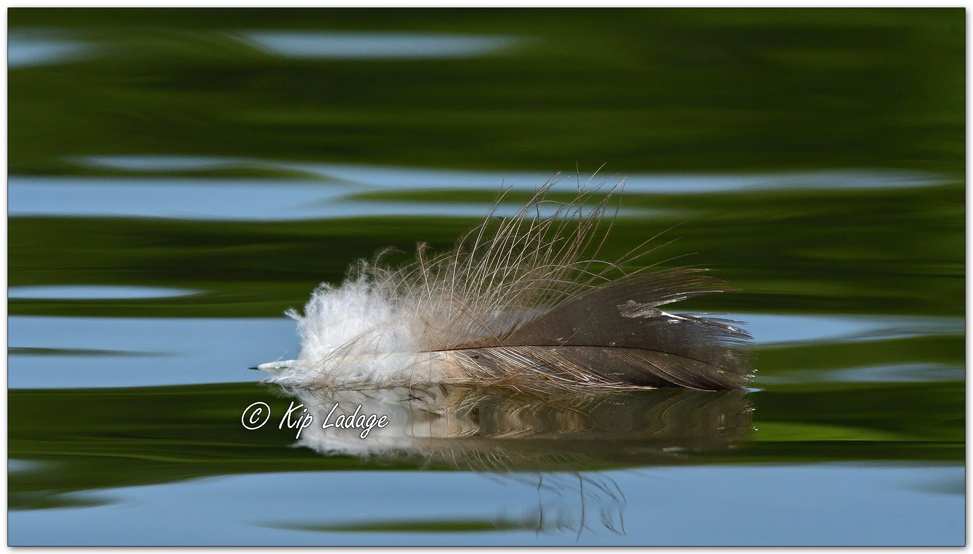 Feather on Water - Image 1126688