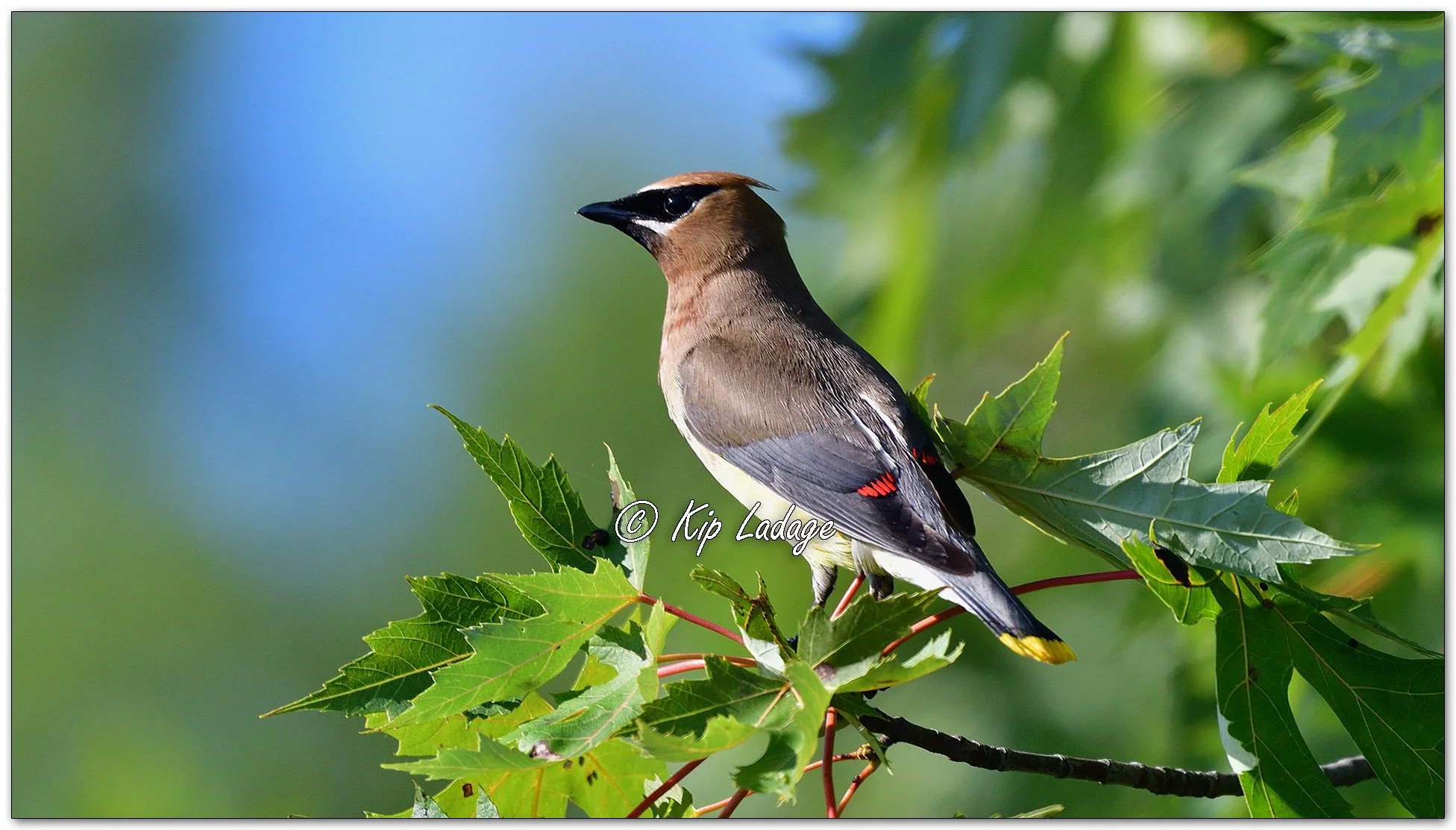Cedar Waxwing - Image 1138781