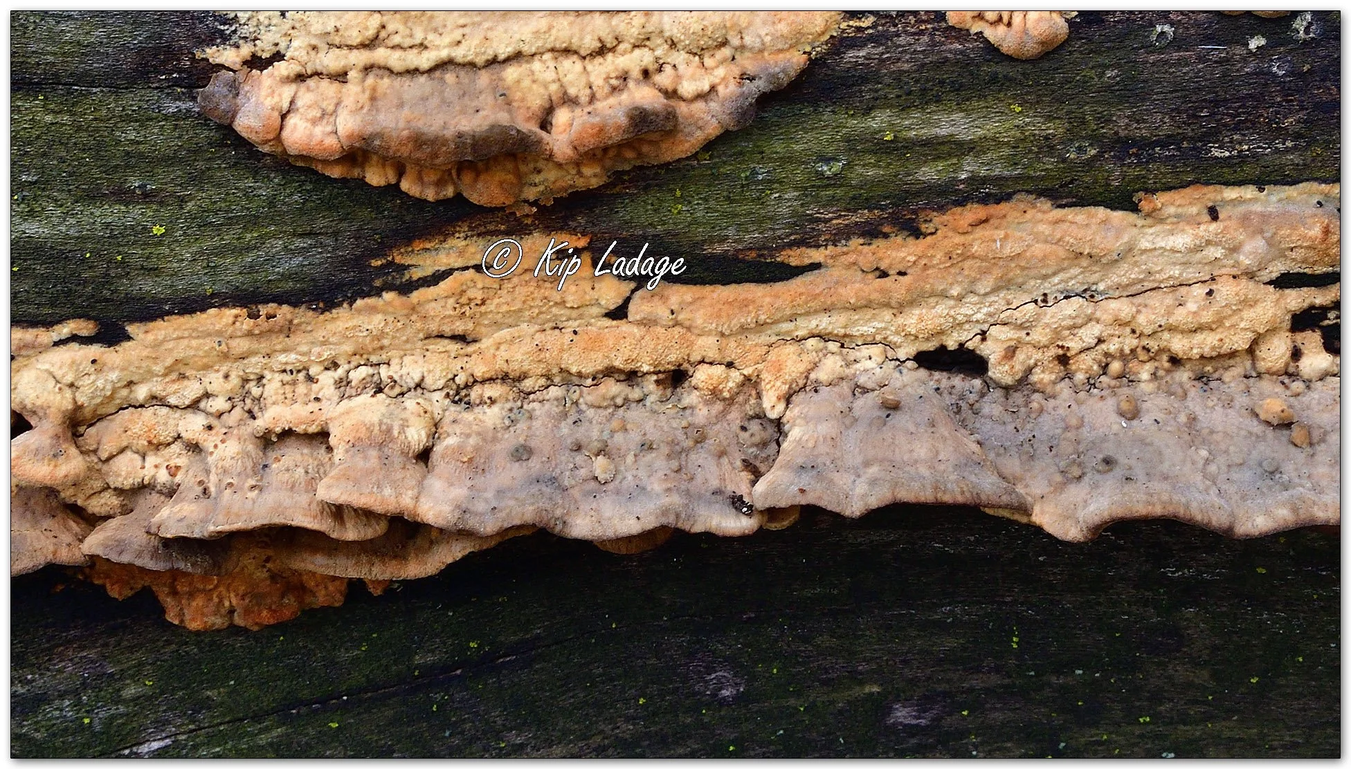 Wrinkle Crust Fungi - Image 1084328