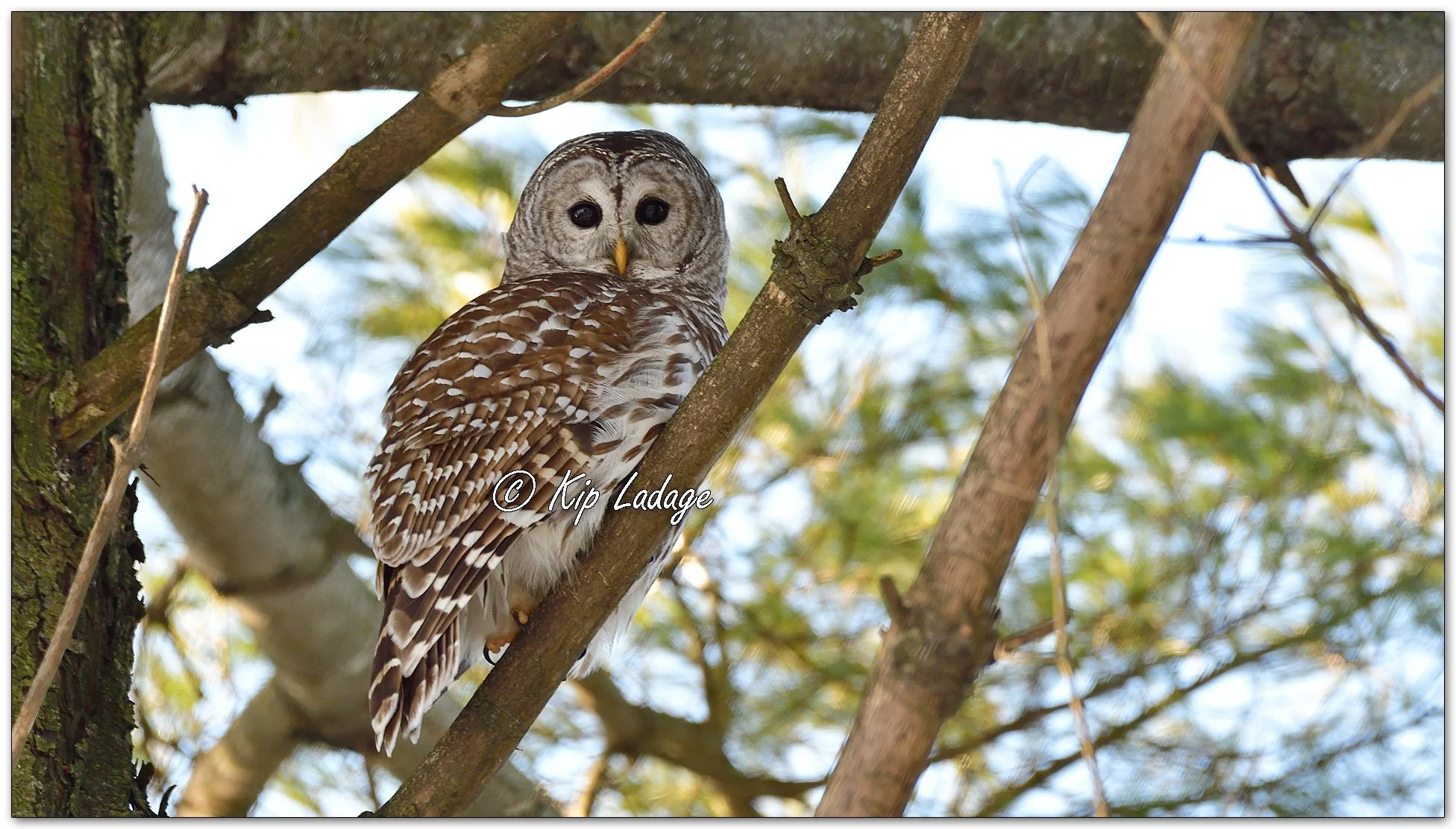 Barred Owl - Image 1050371