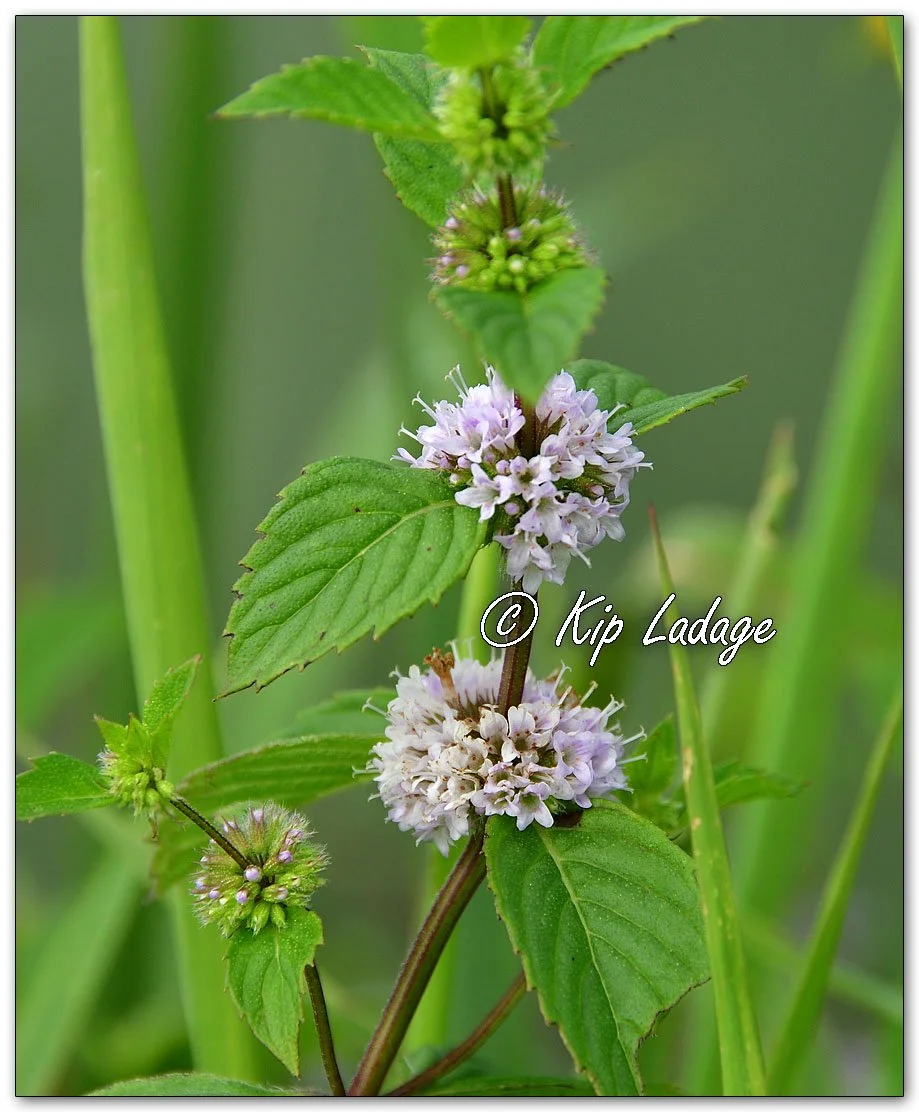 American Wild Mint - Image 1141877