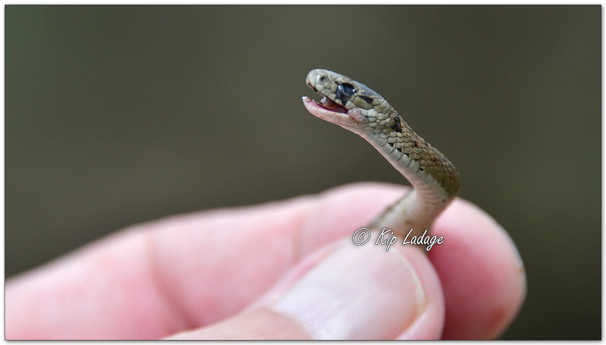 Brown Snake - Image 1086185
