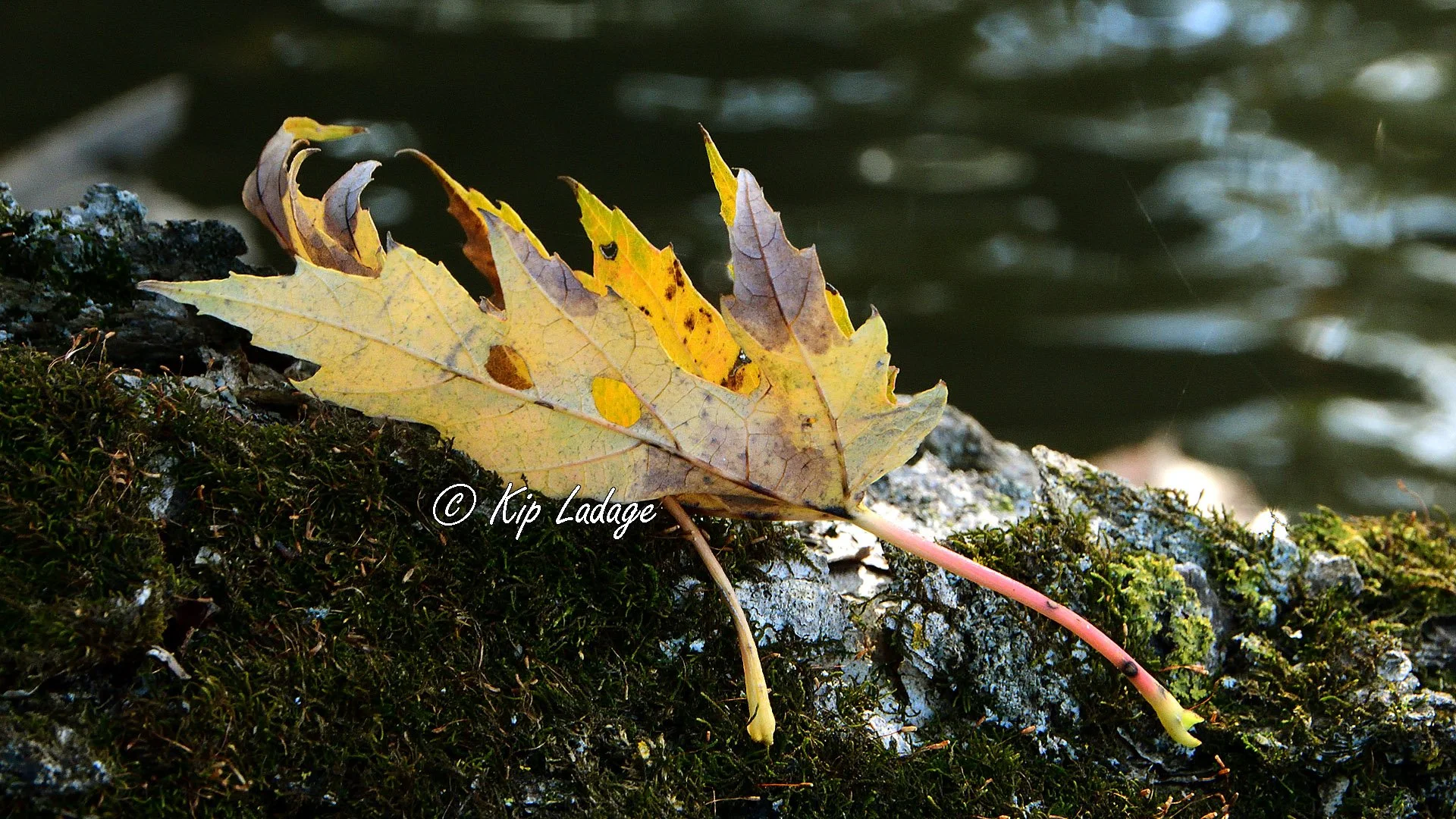 Autumn Maple Leaf on Log in River - Image 1165808
