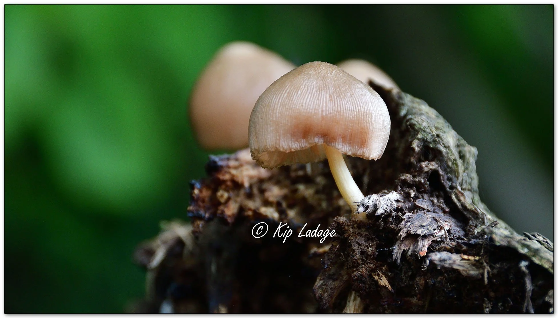 Pleated Pluteus Mushrooms - Image 1142776