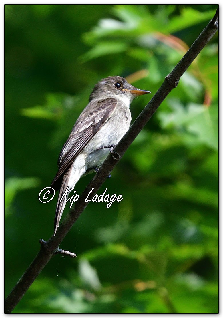 Eastern Wood Pewee - Image 1126653
