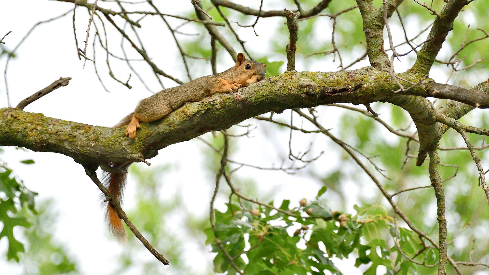 Fox Squirrel - Image 1131223