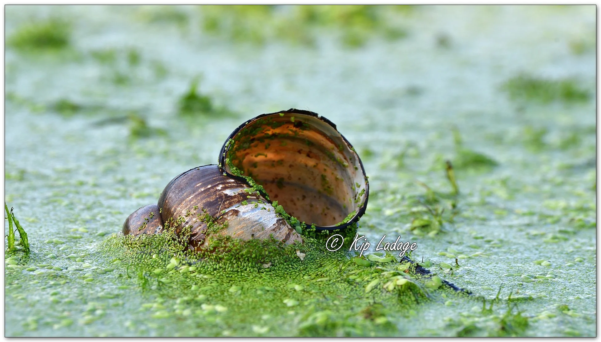 Snail Shell Macro - Image 1124834