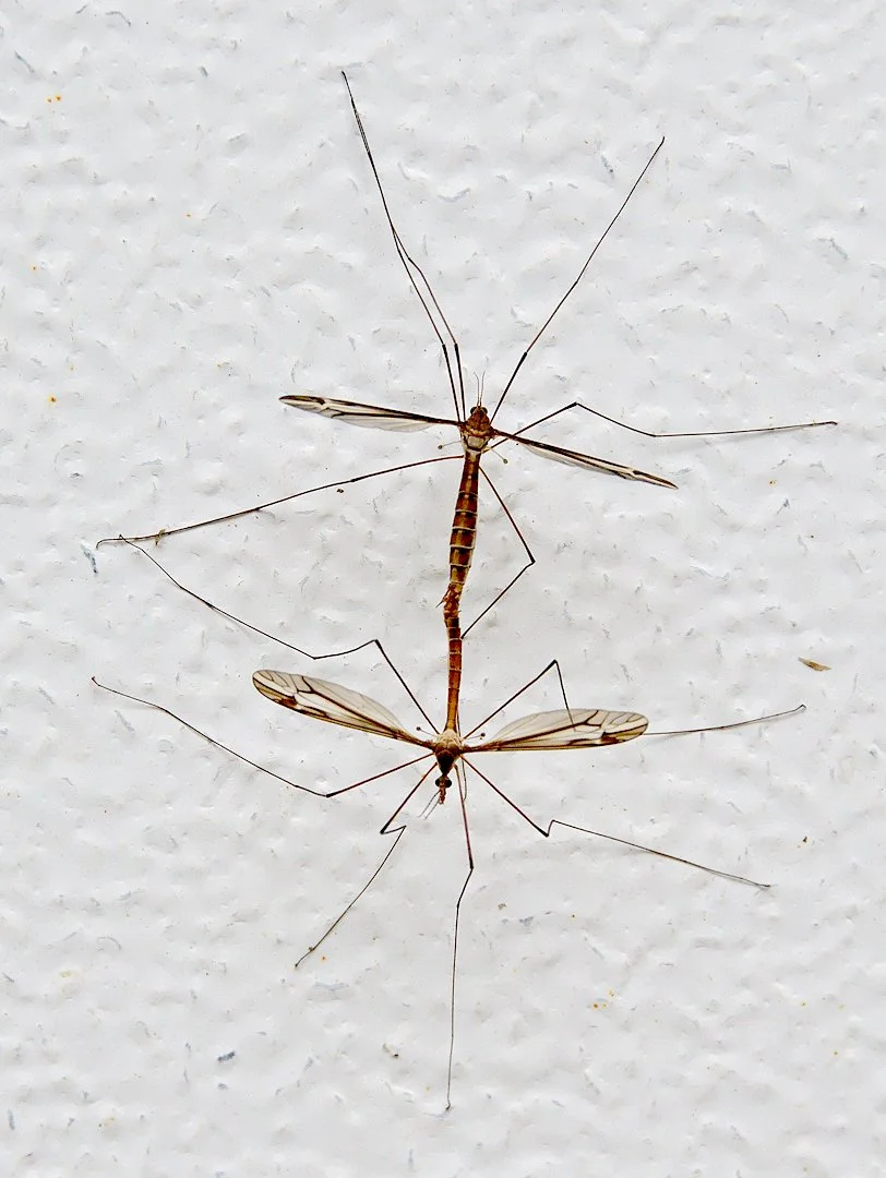 Mating Crane Flies - Image 1131622