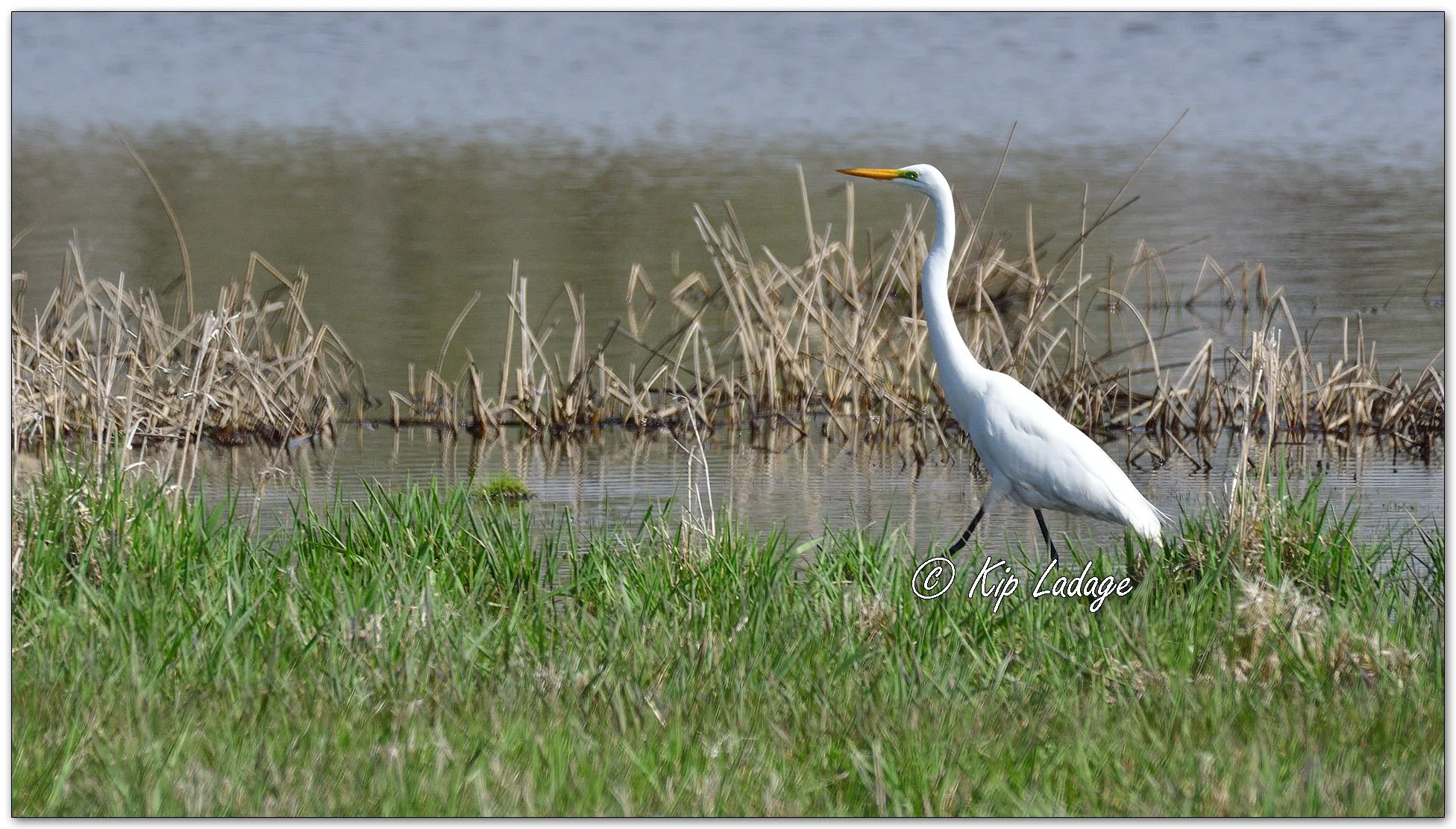 Great Egret - Image 1088378