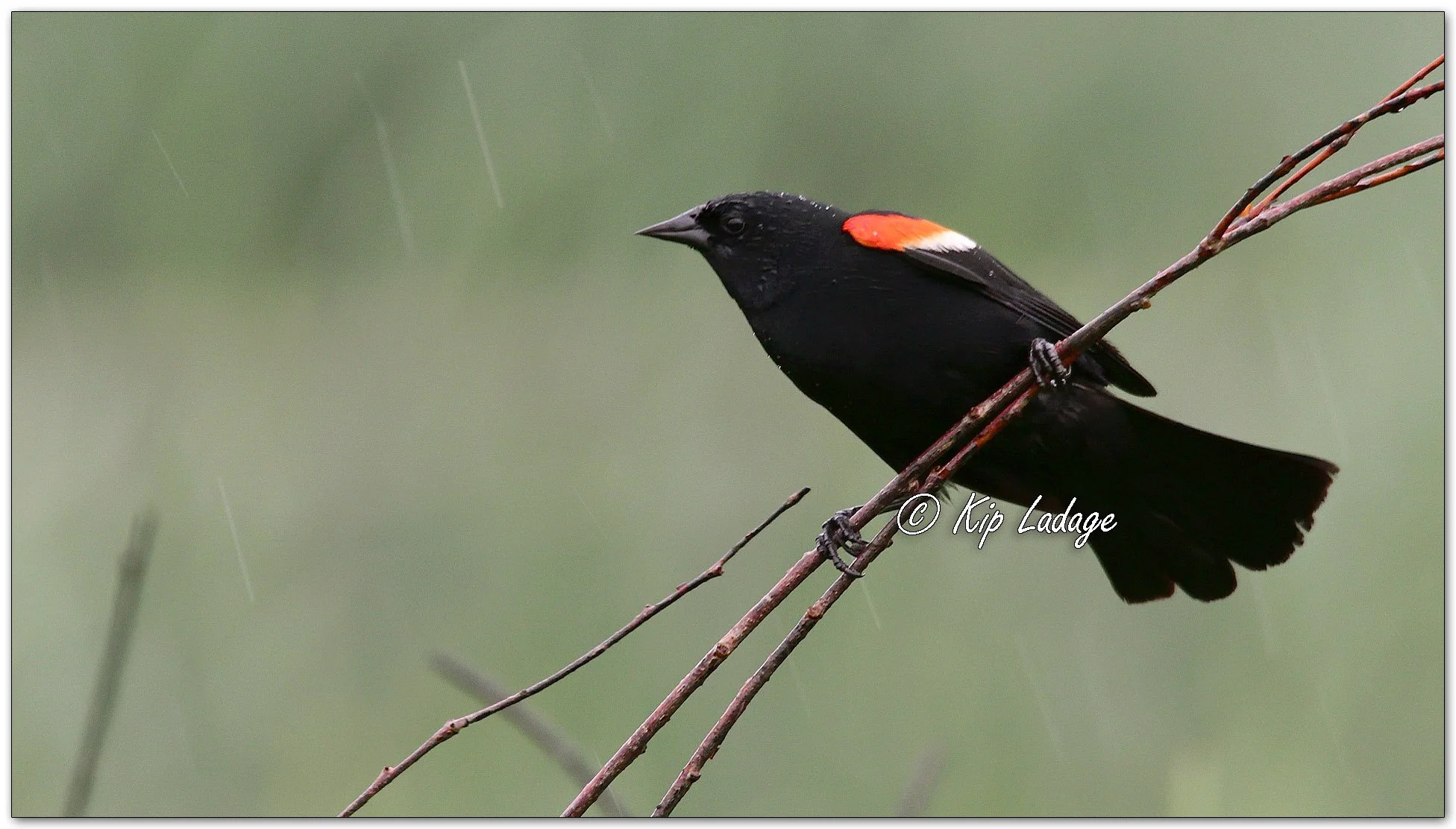 Male Red-winged Blackbird in Rain - Image 1104657
