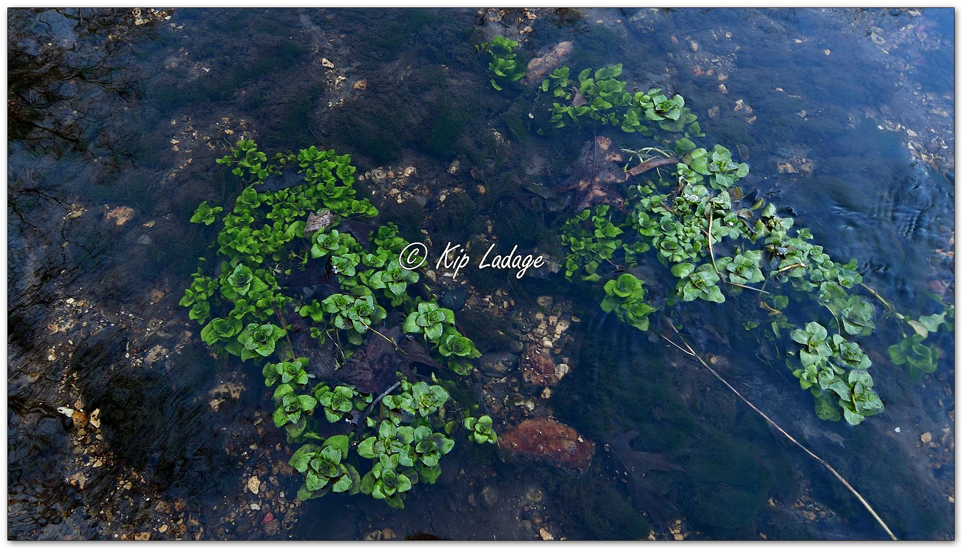Possible European Speedwell - Image 1061668