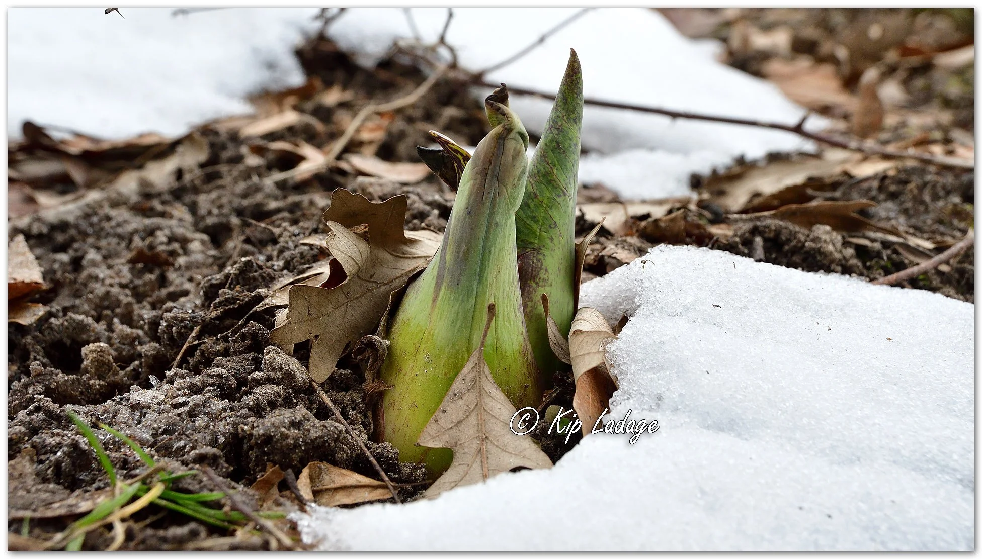 Skunk Cabbage = Image 1066630