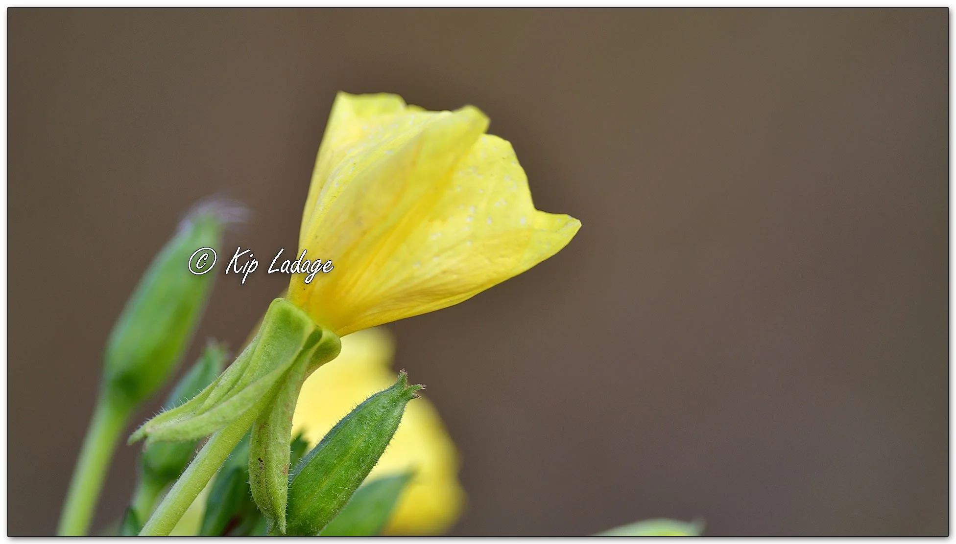 Evening Primrose - Image 1164097