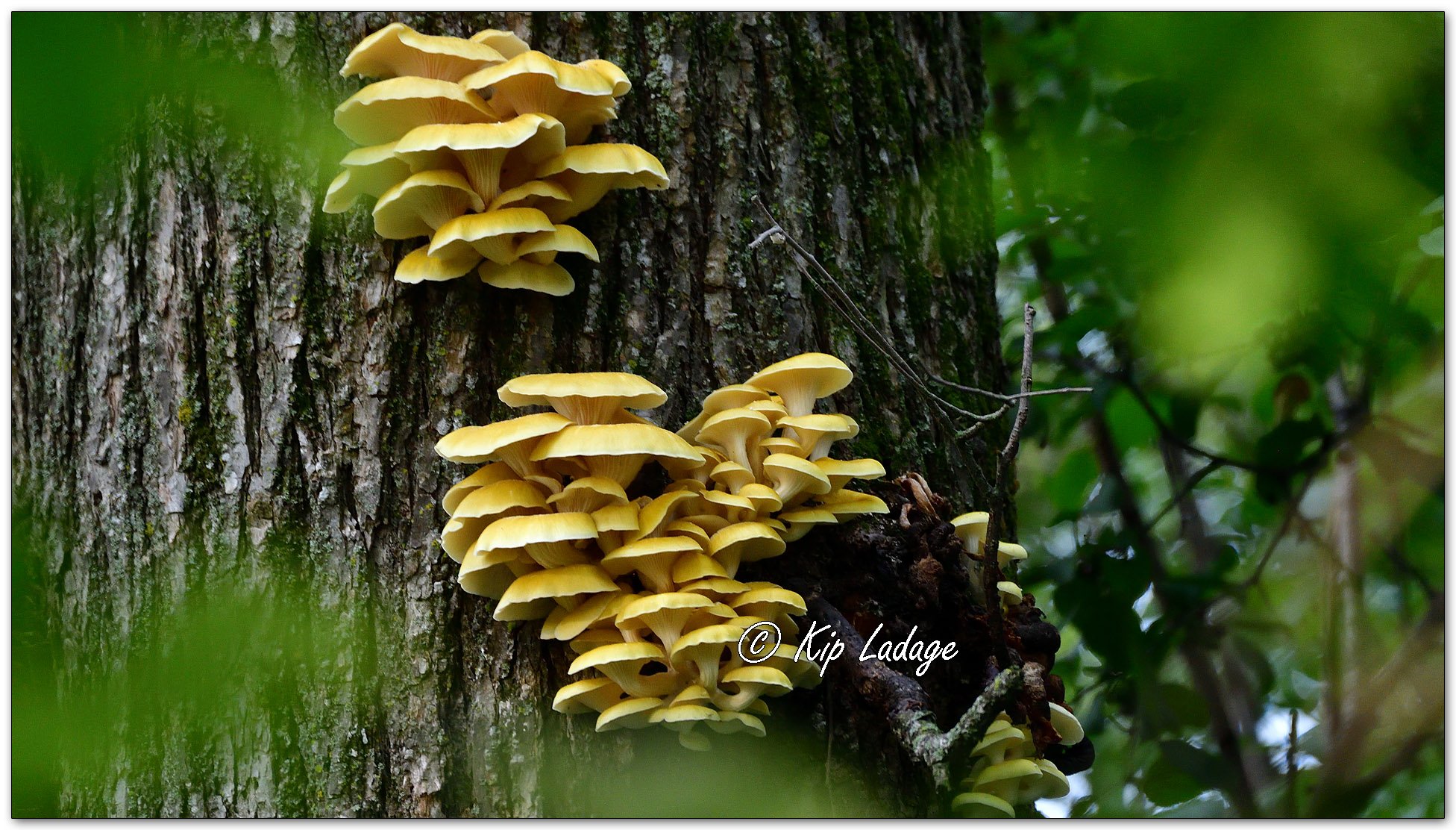 Golden Oysters - Image 1136525