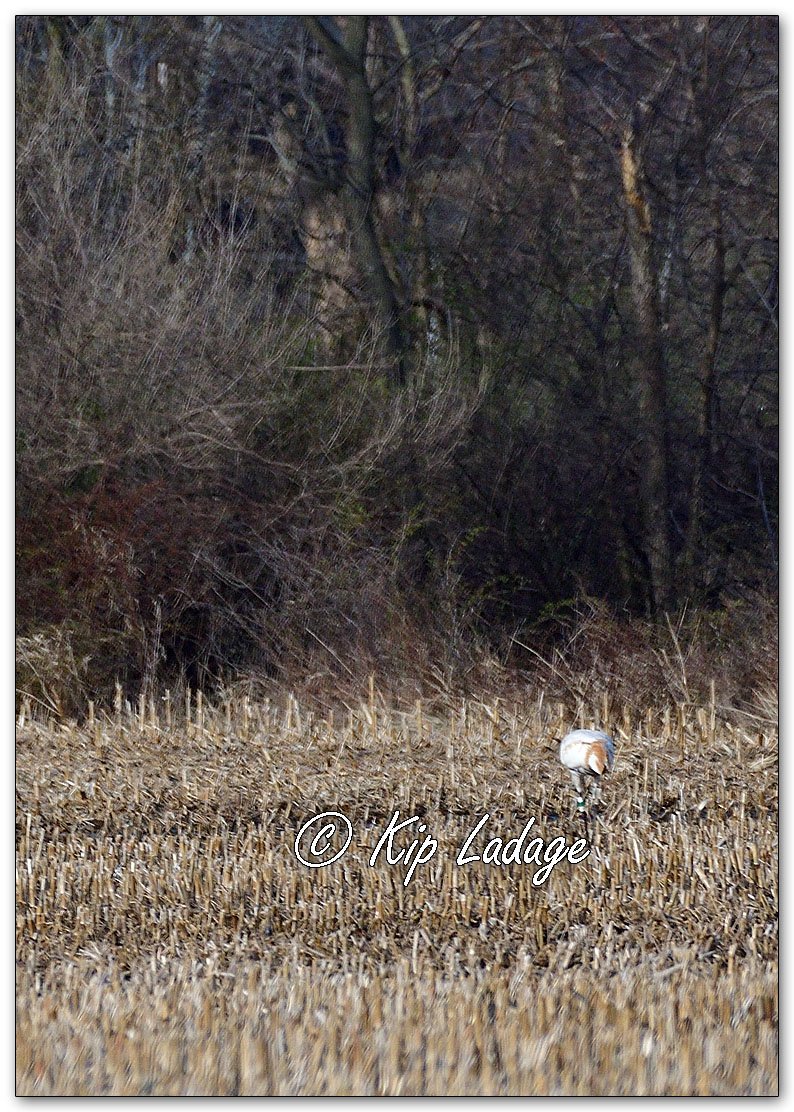 Whooping Crane - Image 1084457